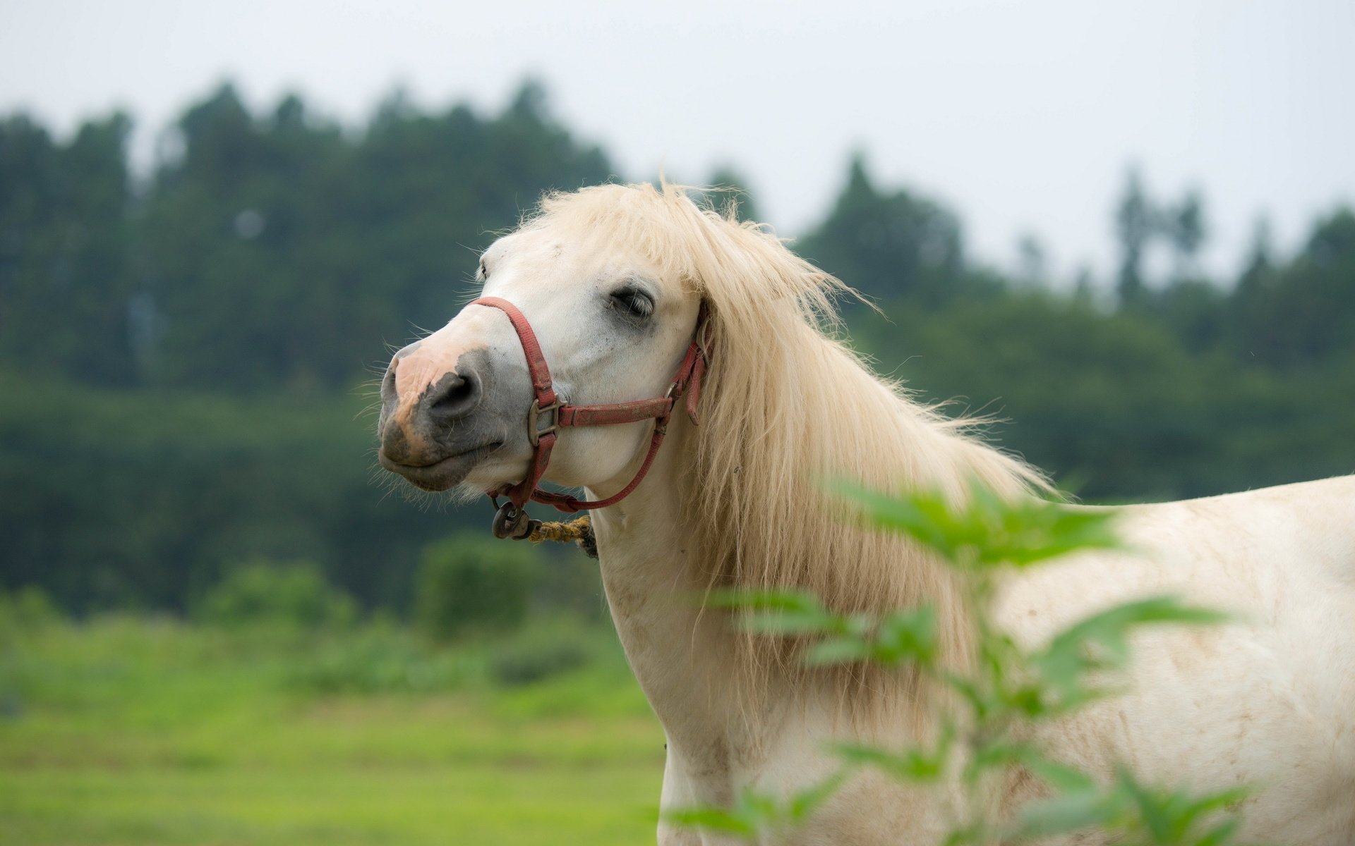 Обои лошадь, природа, конь, грива, horse, nature, mane разрешение 2560x1600 Загрузить