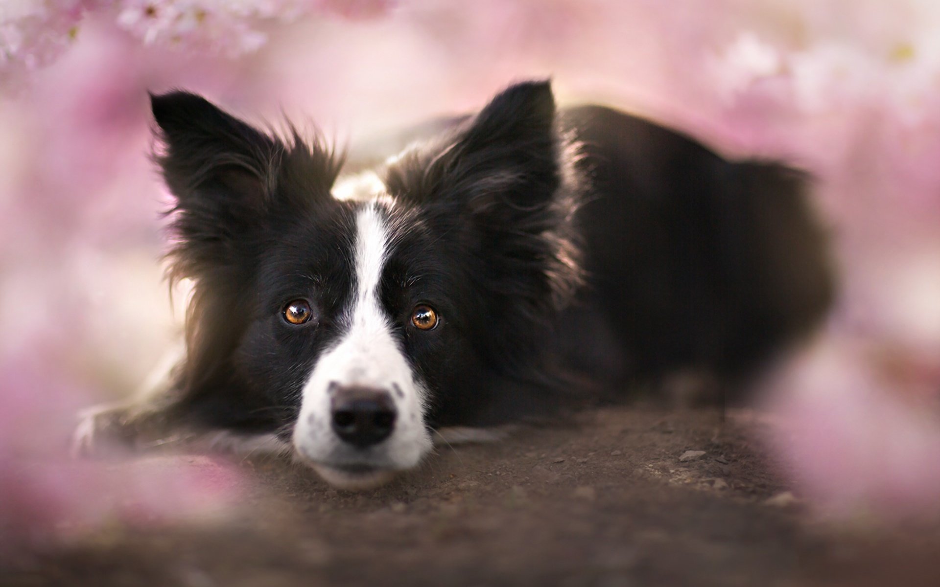 Обои взгляд, собака, друг, бордер-колли, look, dog, each, the border collie разрешение 1920x1209 Загрузить