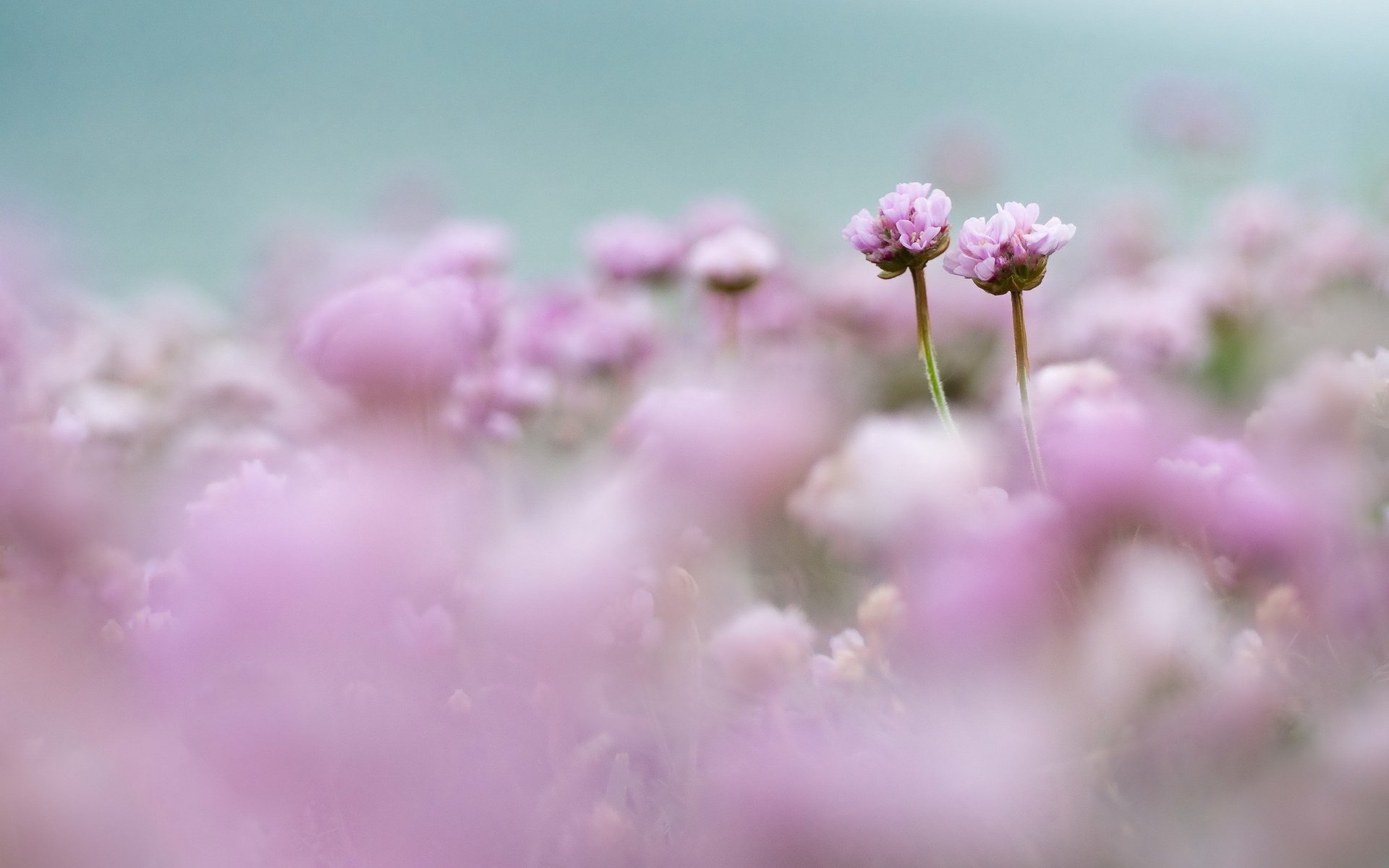 Обои цветы, поле, размытость, розовые, нежность, flowers, field, blur, pink, tenderness разрешение 2560x1696 Загрузить