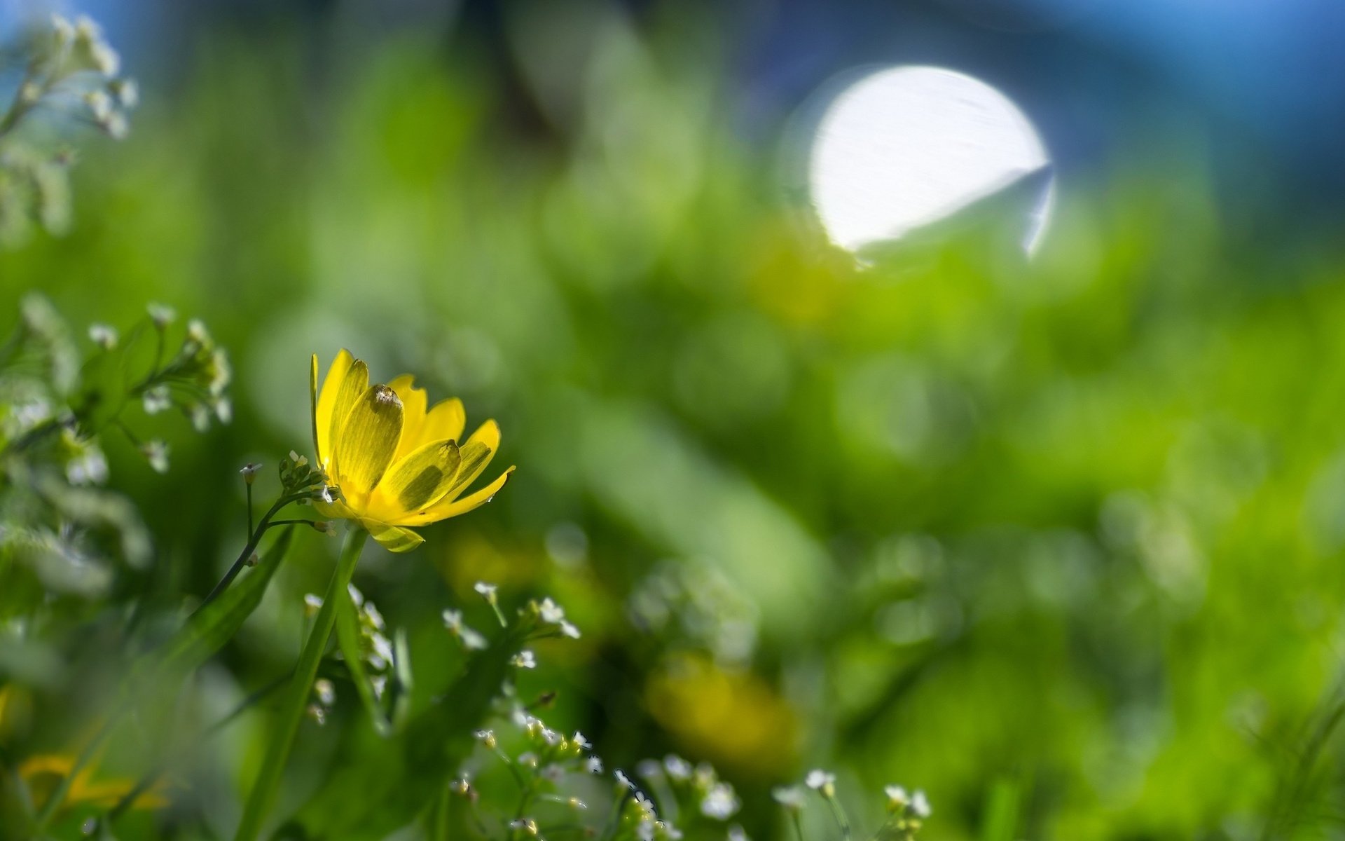 Обои цветы, желтый, цветок, блики, луг, весна, боке, flowers, yellow, flower, glare, meadow, spring, bokeh разрешение 2048x1356 Загрузить