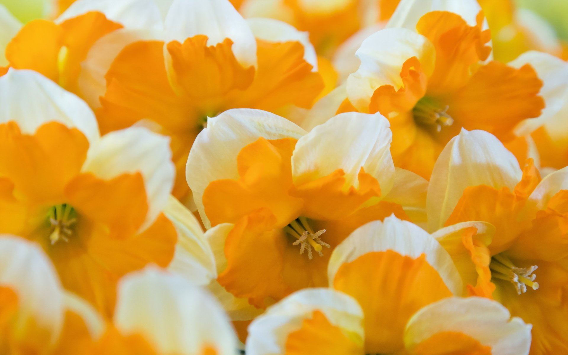 Обои цветы, макро, лепестки, много, нарциссы, желтые, flowers, macro, petals, a lot, daffodils, yellow разрешение 2047x1280 Загрузить