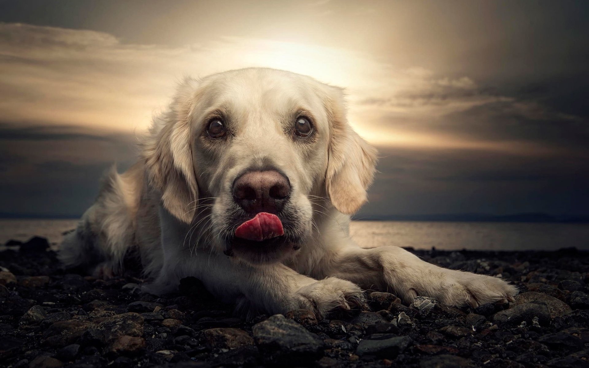 Обои закат, портрет, пляж, собака, язык, лабрадор, sunset, portrait, beach, dog, language, labrador разрешение 2048x1297 Загрузить