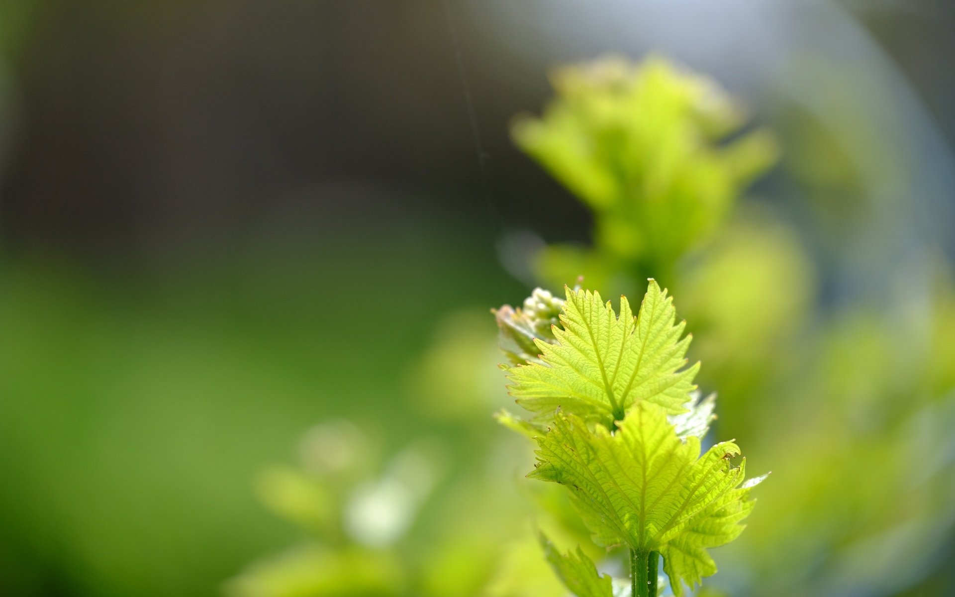 Обои зелень, листья, макро, весна, лоза, greens, leaves, macro, spring, vine разрешение 4896x3264 Загрузить