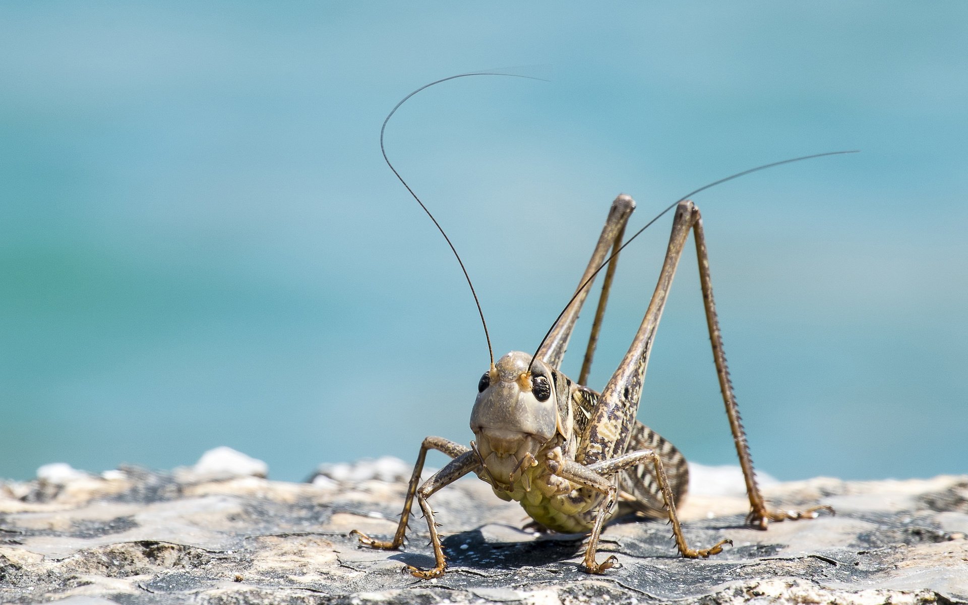 Обои небо, насекомые, саранча, кузнечик, the sky, insects, locust, grasshopper разрешение 2048x1366 Загрузить