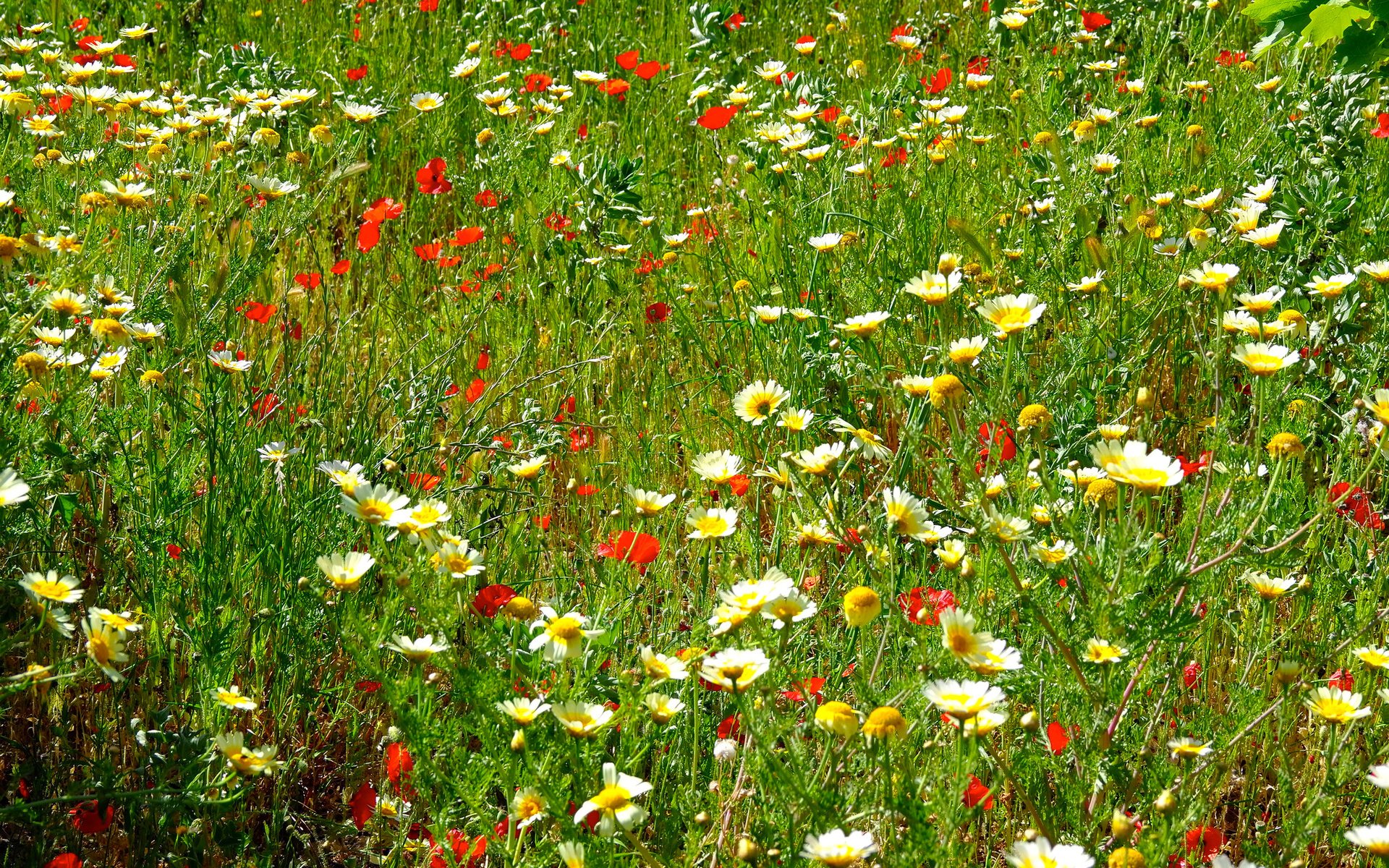 Обои цветы, трава, поле, маки, луг, ромашки, flowers, grass, field, maki, meadow, chamomile разрешение 2048x1369 Загрузить