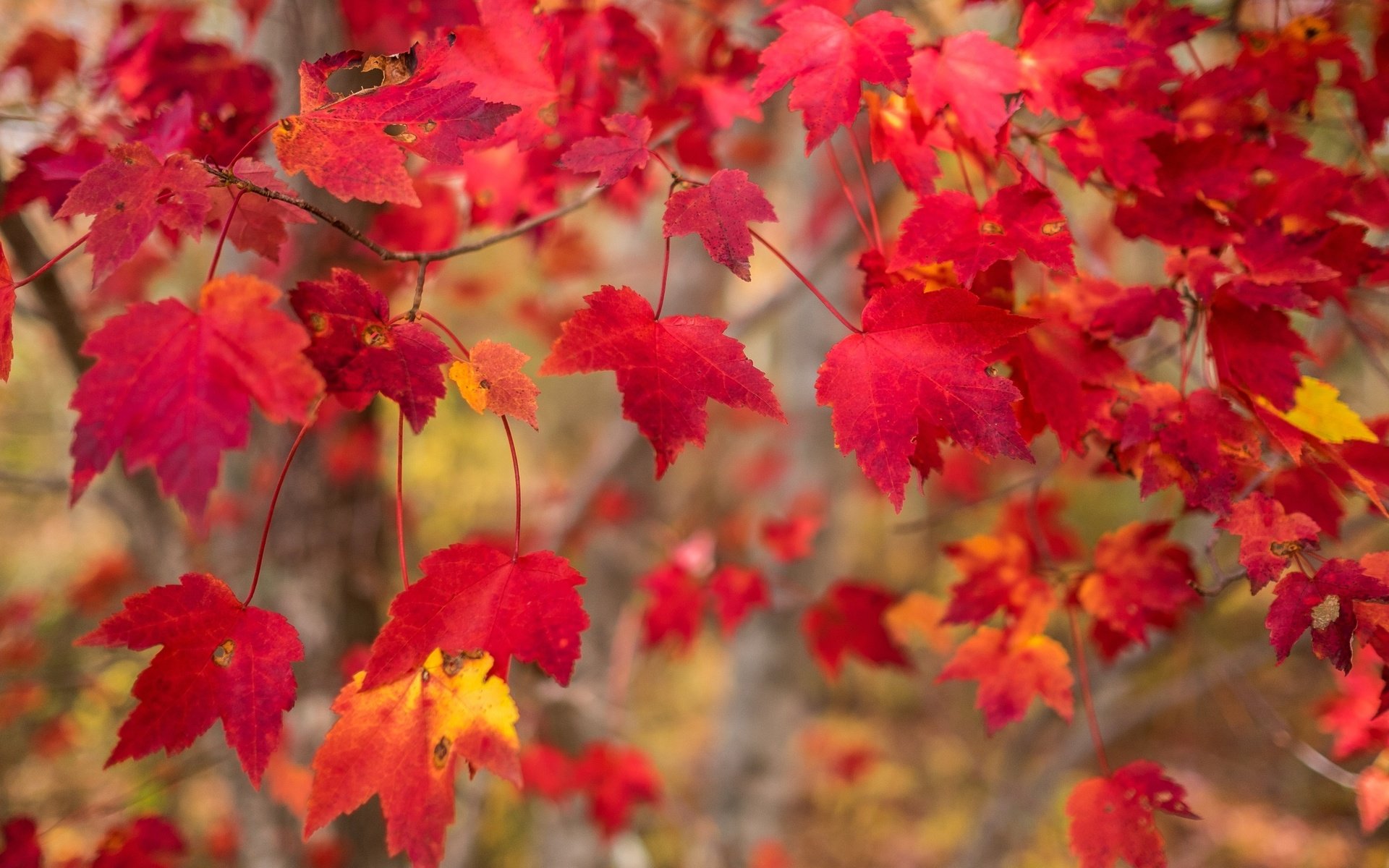 Обои природа, листья, макро, ветки, осень, nature, leaves, macro, branches, autumn разрешение 2595x1730 Загрузить