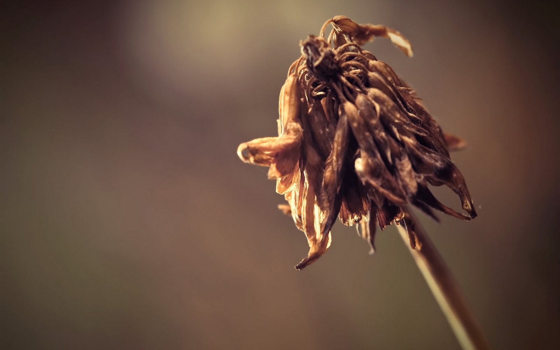 Обои природа, макро, цветок, растение, гибель, цветком, slob, засохший, nature, macro, flower, plant, death, dried разрешение 1920x1372 Загрузить