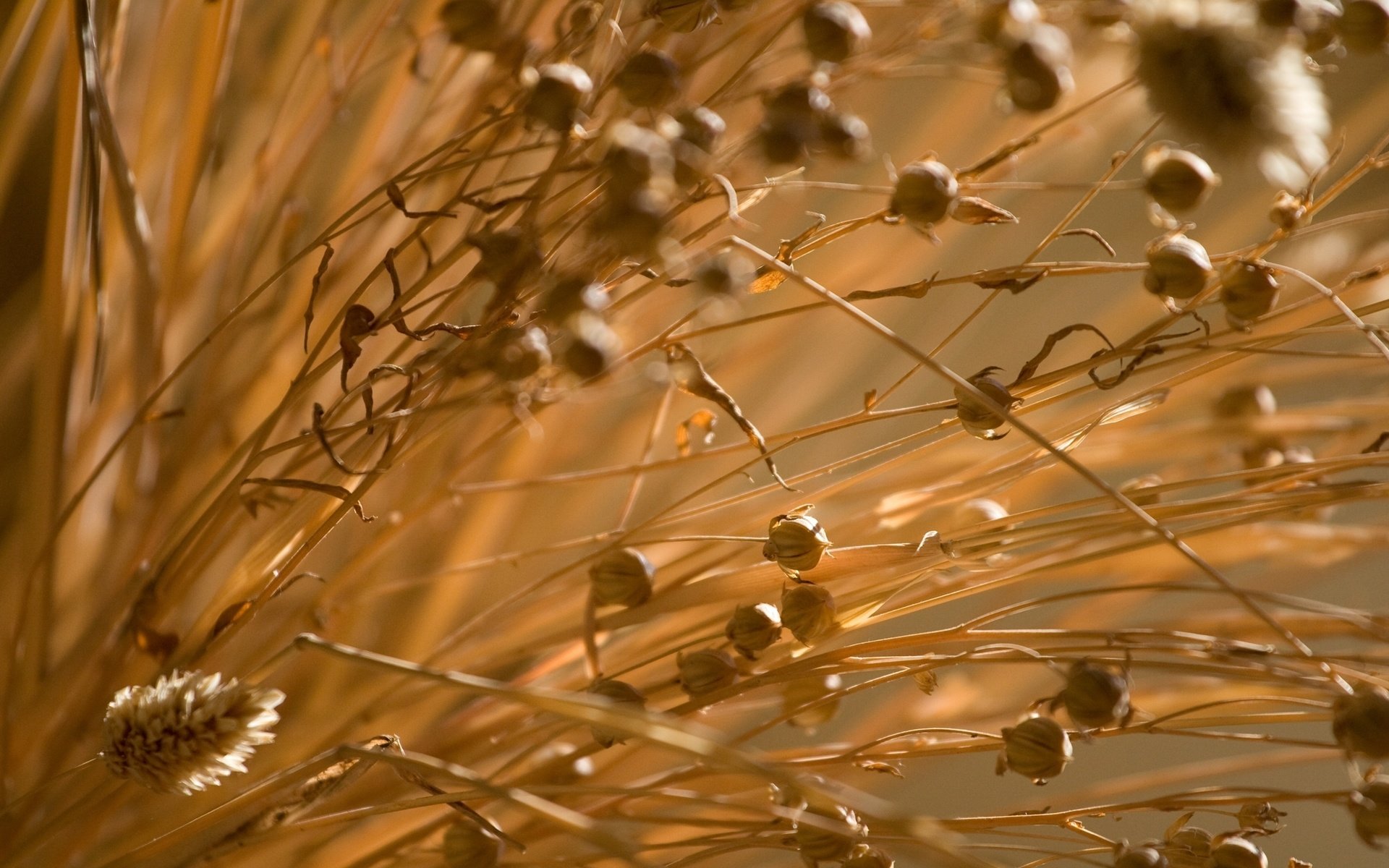 Обои трава, природа, растения, макро, поле, стебли, сухая, grass, nature, plants, macro, field, stems, dry разрешение 2560x1579 Загрузить