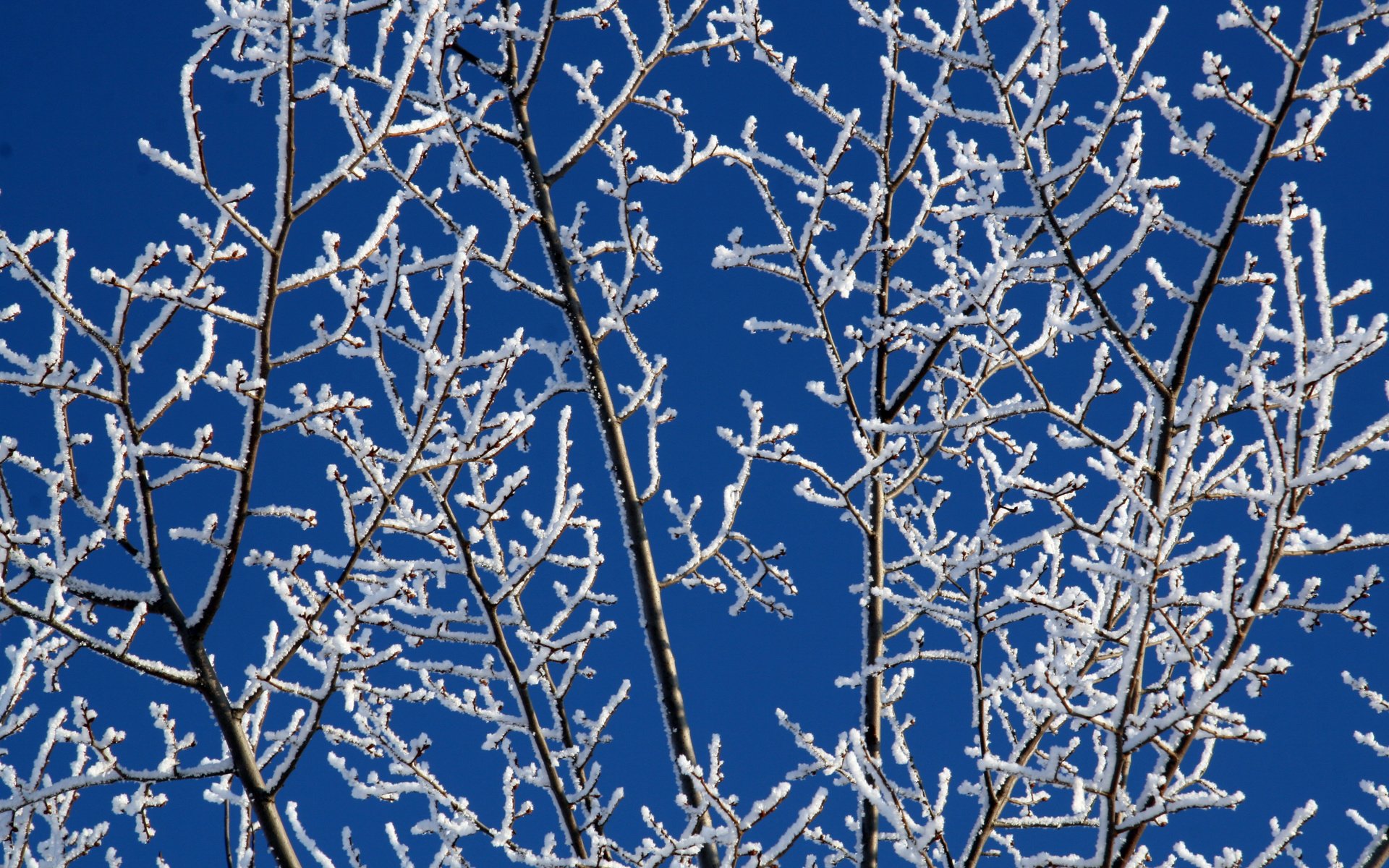 Обои небо, снег, зима, ветки, мороз, иней, белый, синее, the sky, snow, winter, branches, frost, white, blue разрешение 3504x2336 Загрузить