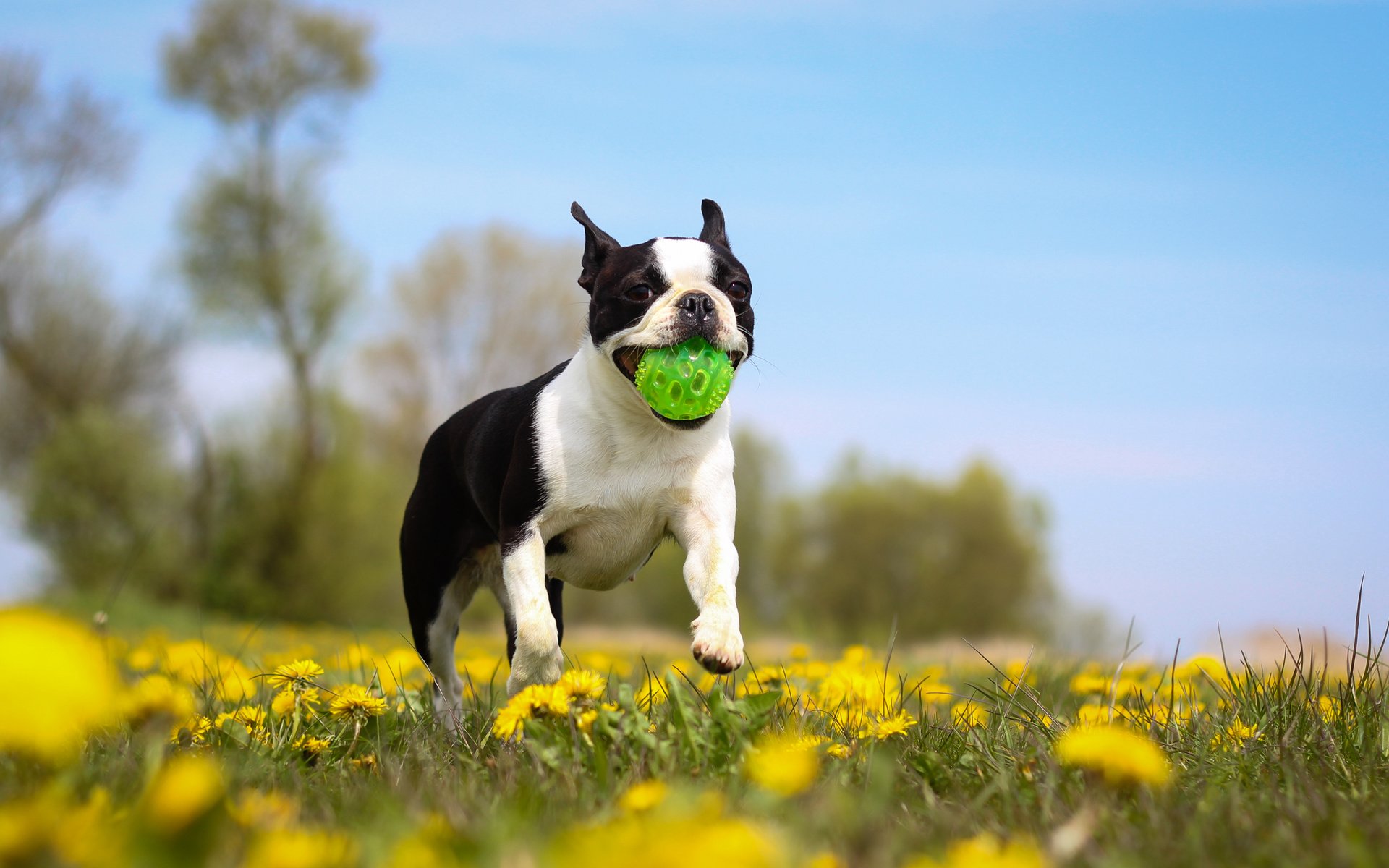 Обои цветы, собака, бостон-терьер, игра.мяч, flowers, dog, boston terrier, game.the ball разрешение 4495x2997 Загрузить