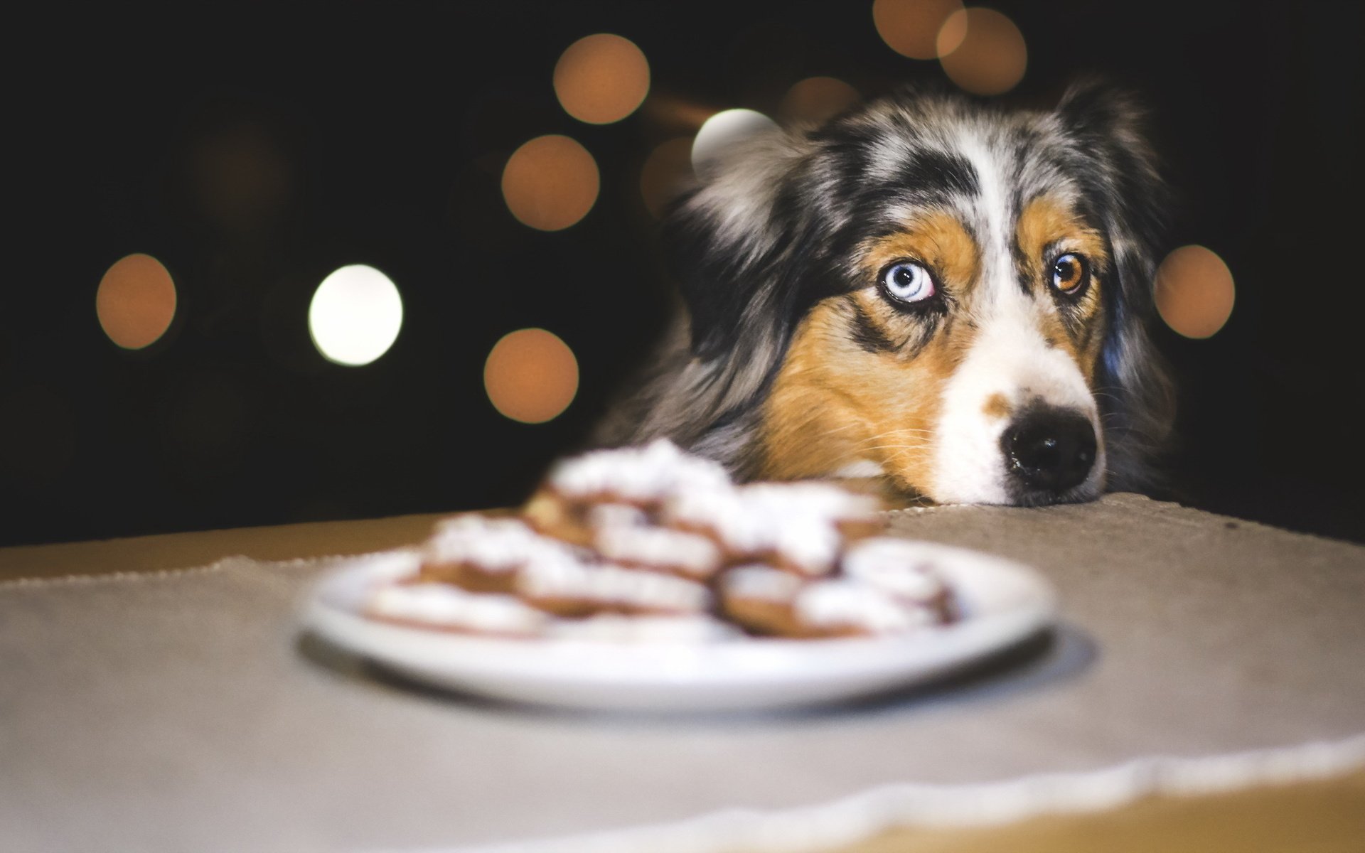 Обои взгляд, собака, печенье, австралийская овчарка, look, dog, cookies, australian shepherd разрешение 2047x1266 Загрузить