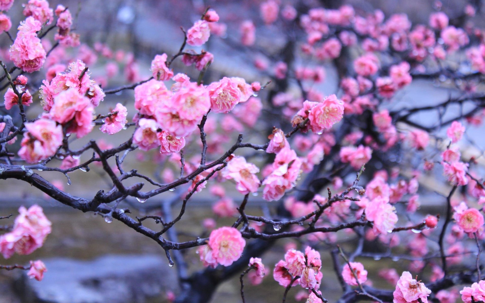 Обои цветы, вода, капли, япония, киото, весна, императорский сад, flowers, water, drops, japan, kyoto, spring, imperial garden разрешение 2048x1365 Загрузить