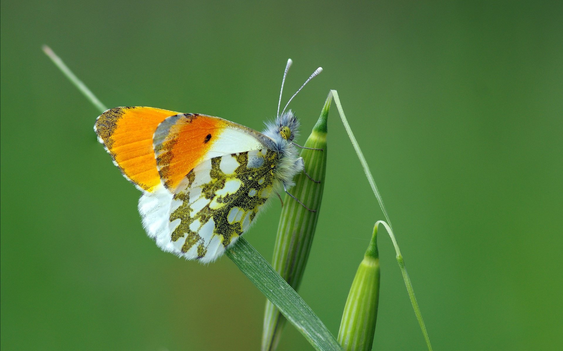 Обои трава, макро, насекомое, бабочка, крылья, растение, зеленая, ziva & amir, grass, macro, insect, butterfly, wings, plant, green разрешение 3366x2229 Загрузить