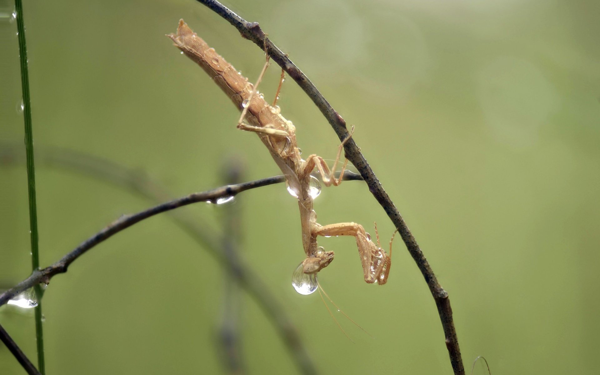 Обои макро, насекомое, капли, дождь, богомол, ziva & amir, macro, insect, drops, rain, mantis разрешение 2007x1358 Загрузить