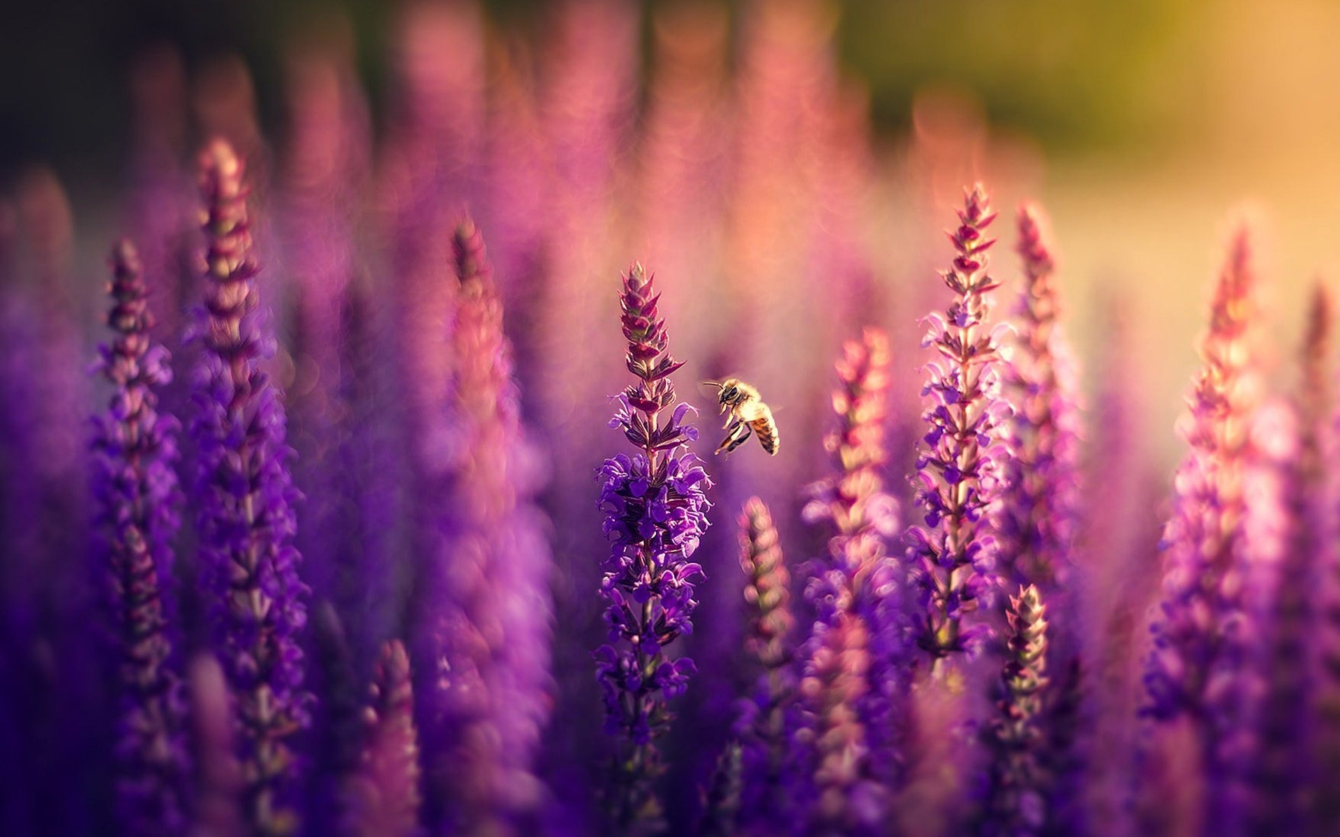 Обои цветы, природа, поле, лаванда, пчела, боке, сиреневые, flowers, nature, field, lavender, bee, bokeh, lilac разрешение 1920x1282 Загрузить