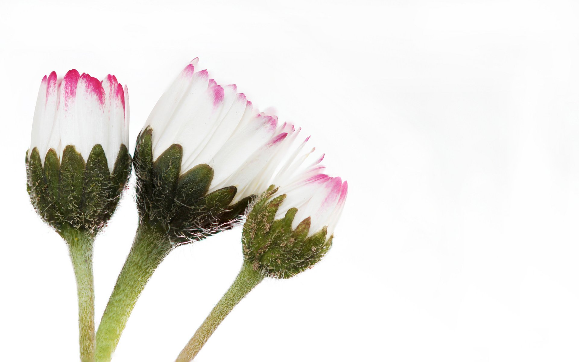 Обои цветы, белый фон, маргаритки, цветком, lorraine, flowers, white background, daisy, flower разрешение 2048x1248 Загрузить