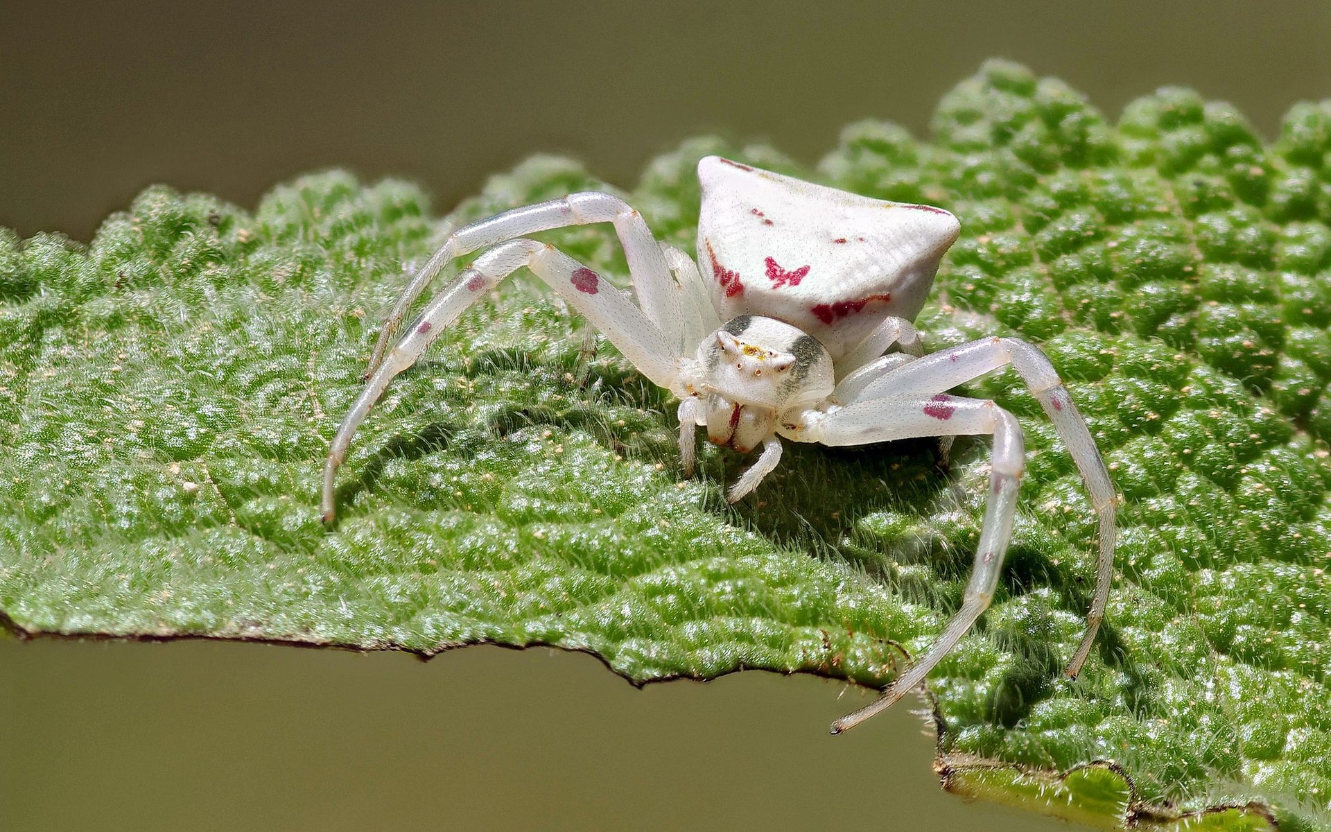 Обои макро, насекомое, белый, лист, паук, ziva & amir, white crab spider, macro, insect, white, sheet, spider разрешение 2022x1447 Загрузить