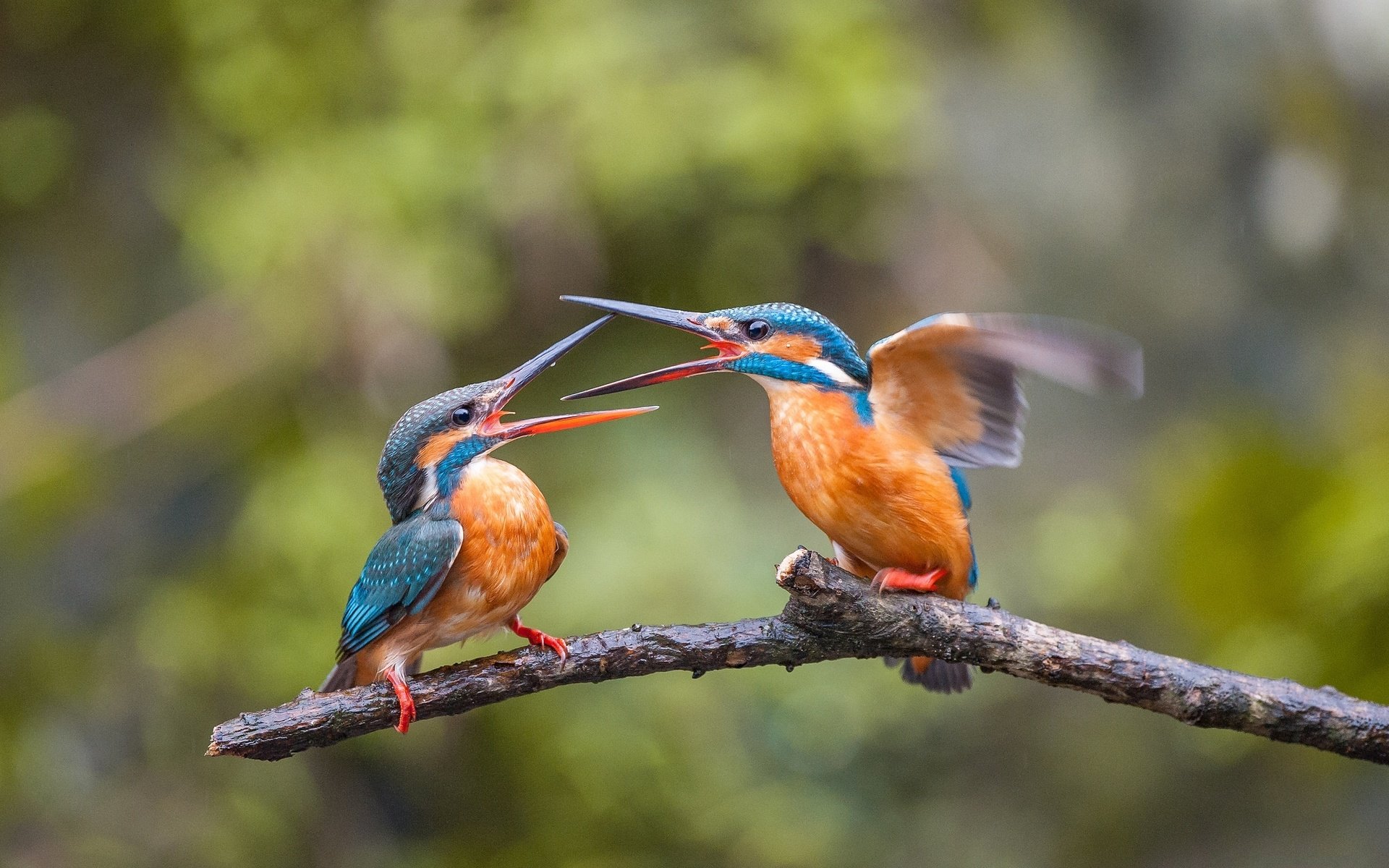 Обои ветка, птицы, клюв, перья, зимородок, ссора, зимородки, branch, birds, beak, feathers, kingfisher, fight, alcedo разрешение 2048x1362 Загрузить