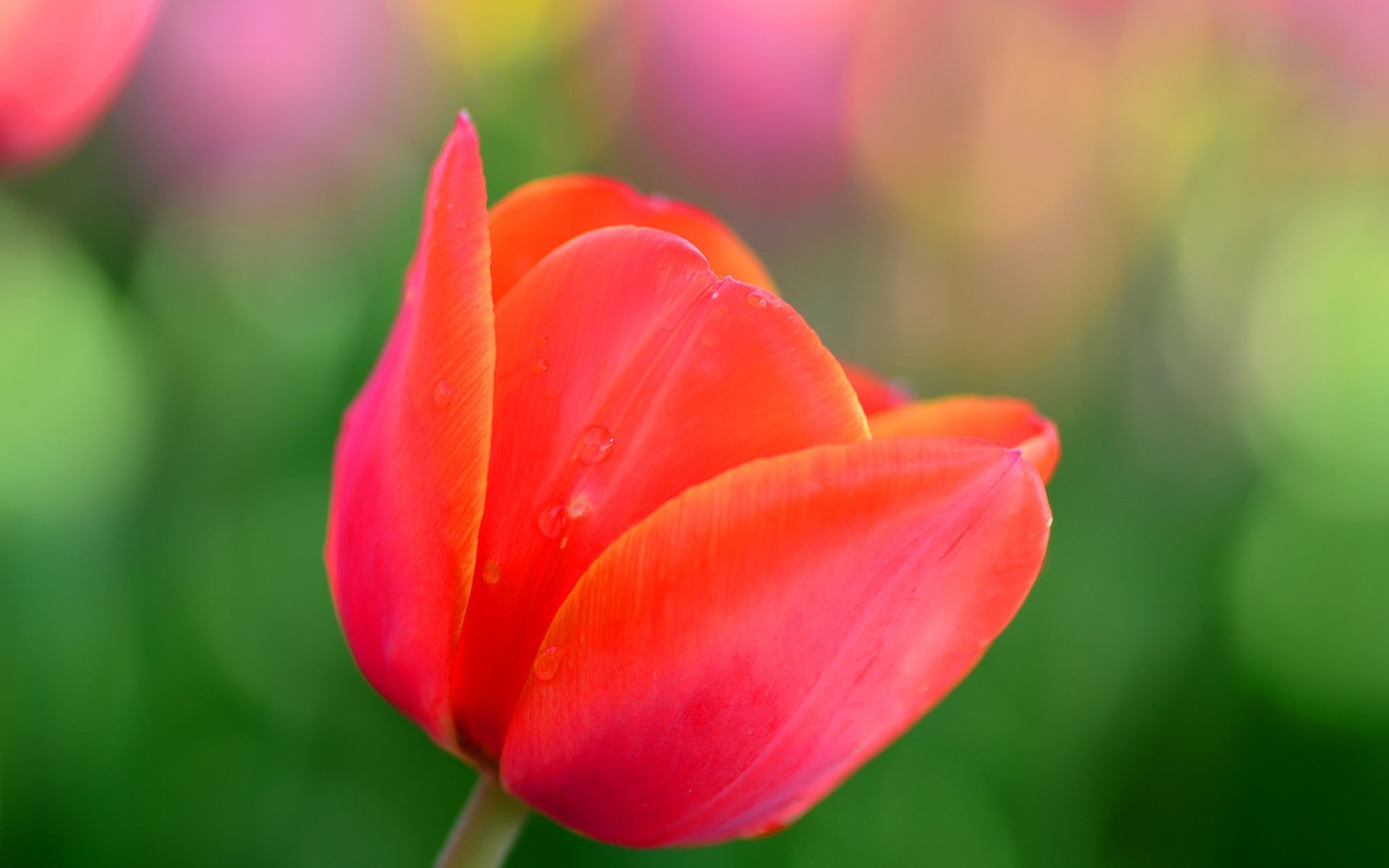 Обои природа, макро, цветок, лепестки, красный, весна, тюльпан, nature, macro, flower, petals, red, spring, tulip разрешение 2048x1356 Загрузить