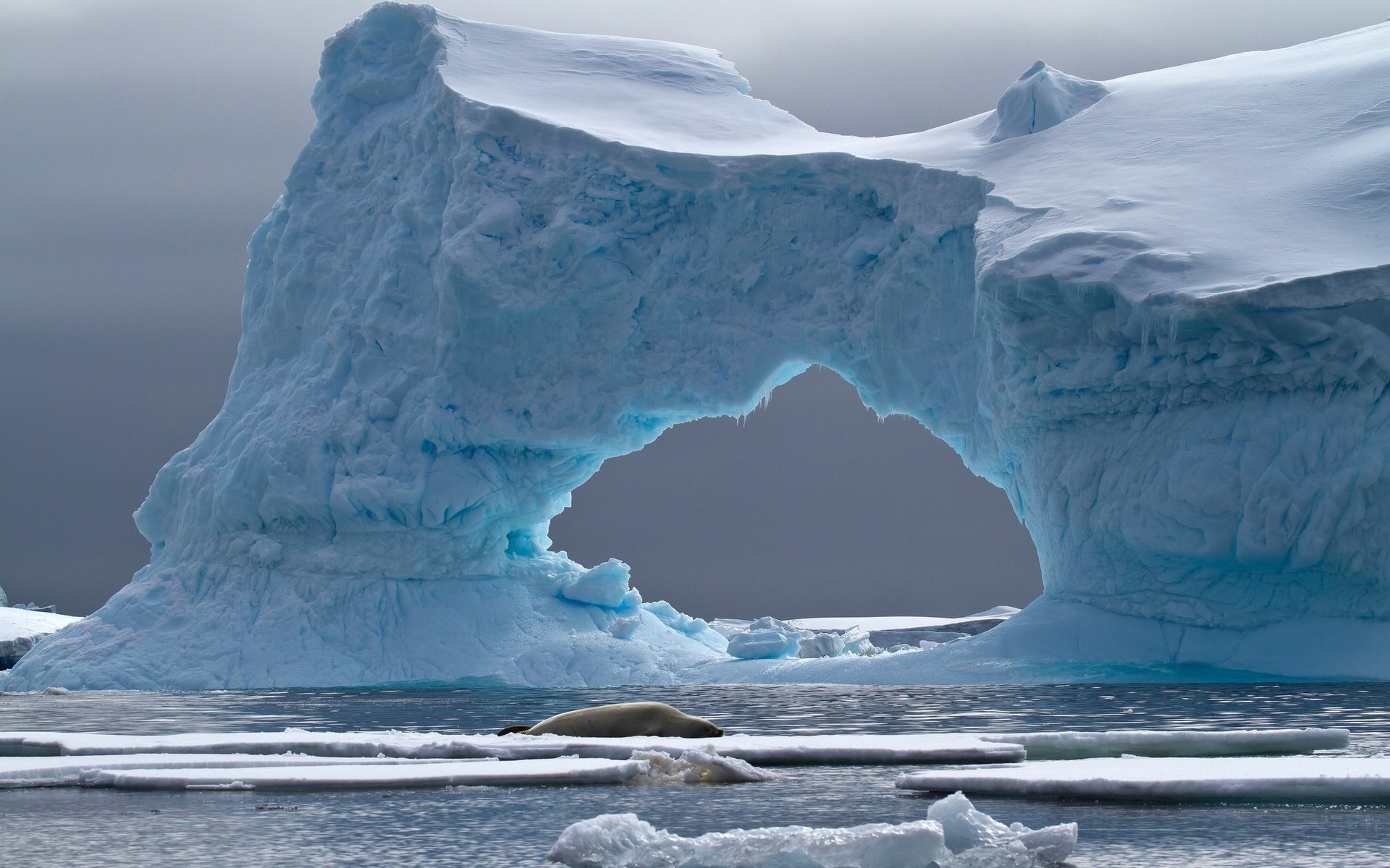 Обои море, лёд, айсберг, животное, арка, антарктида, тюлень, crabeater seal, petermann island, sea, ice, iceberg, animal, arch, antarctica, seal разрешение 2048x1358 Загрузить