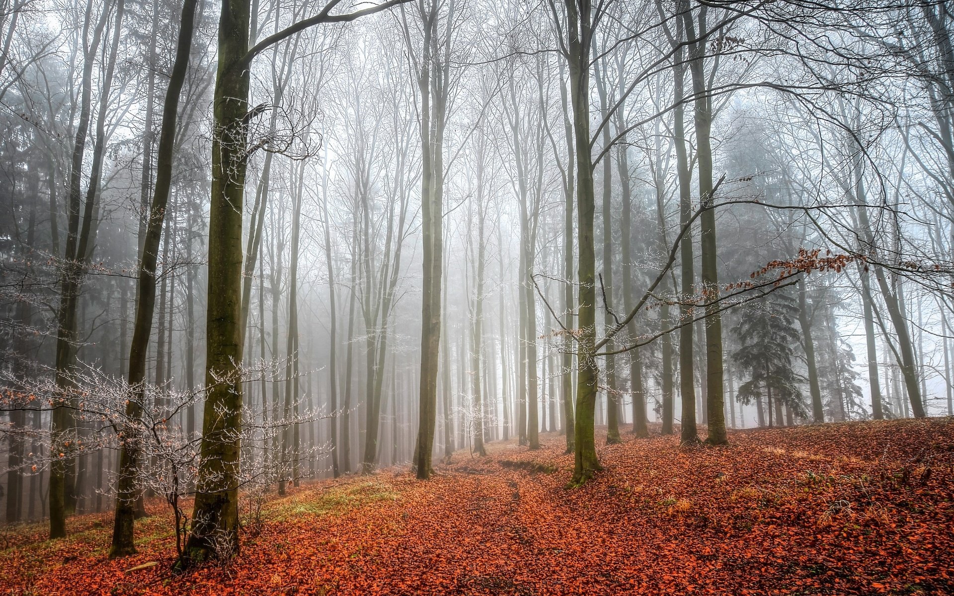 Обои деревья, лес, листья, туман, осень, trees, forest, leaves, fog, autumn разрешение 2048x1312 Загрузить