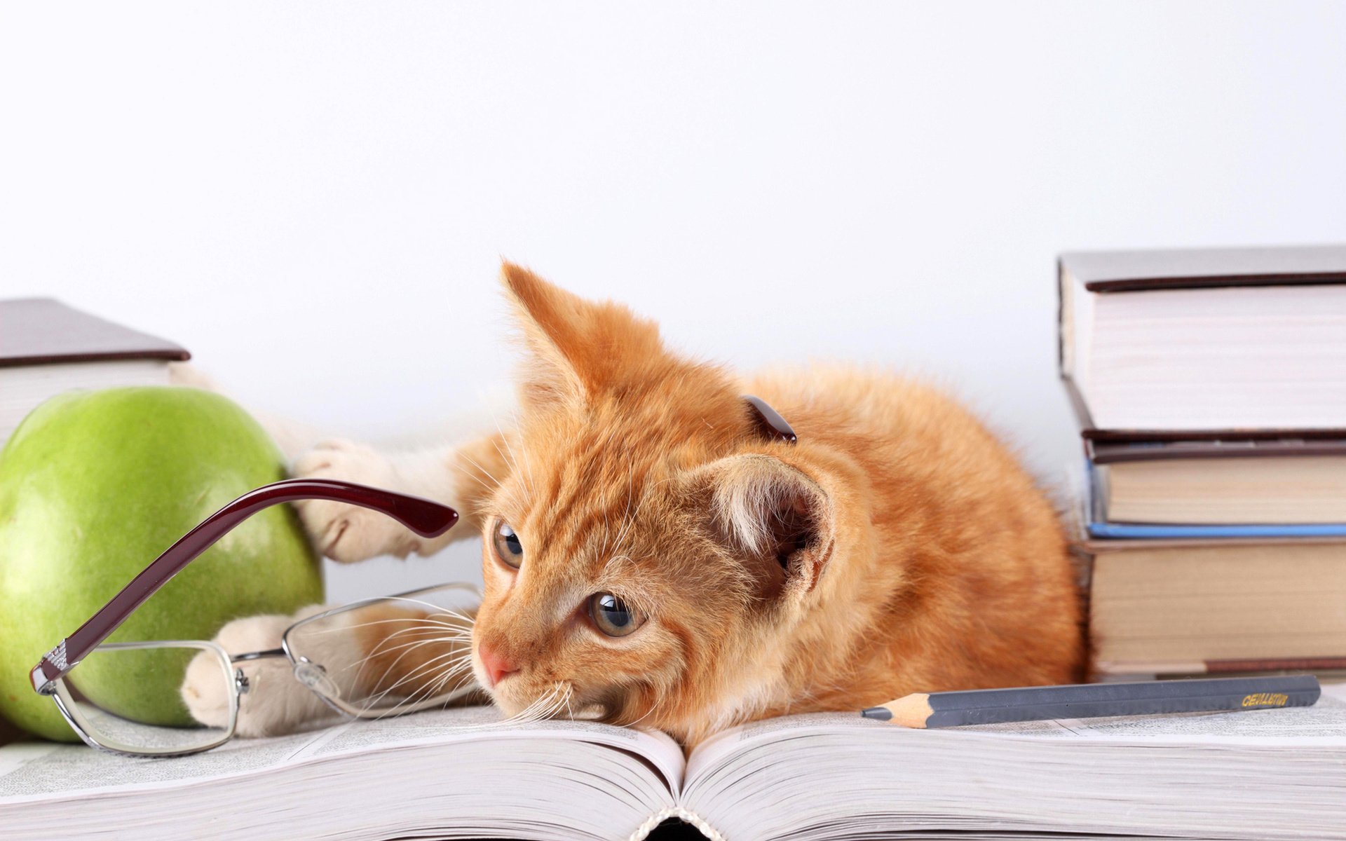 Обои кот, кошка, очки, книги, лежит, яблоко, рыжий, карандаш, cat, glasses, books, lies, apple, red, pencil разрешение 5616x3744 Загрузить