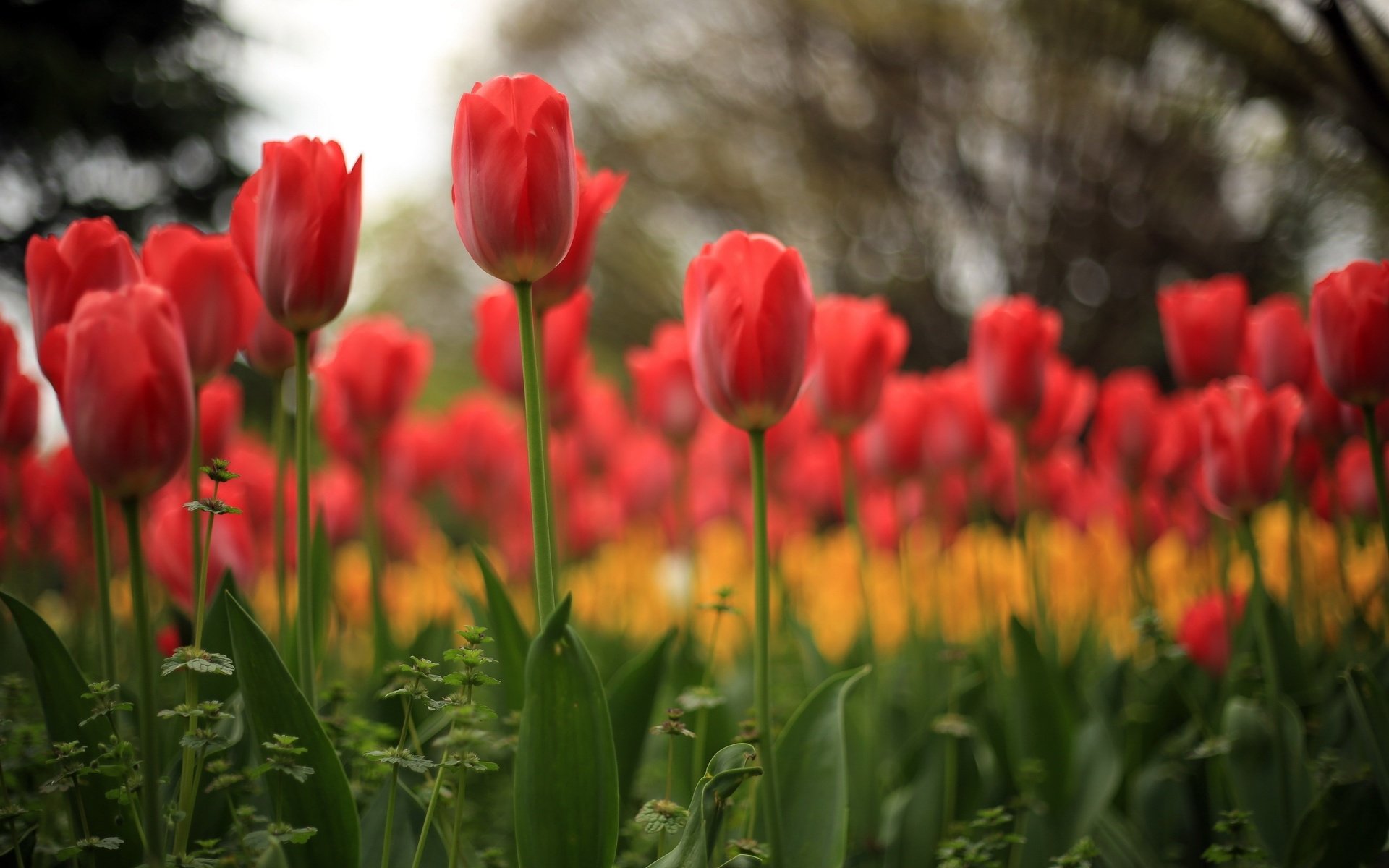 Обои цветы, природа, тюльпаны, flowers, nature, tulips разрешение 2560x1600 Загрузить