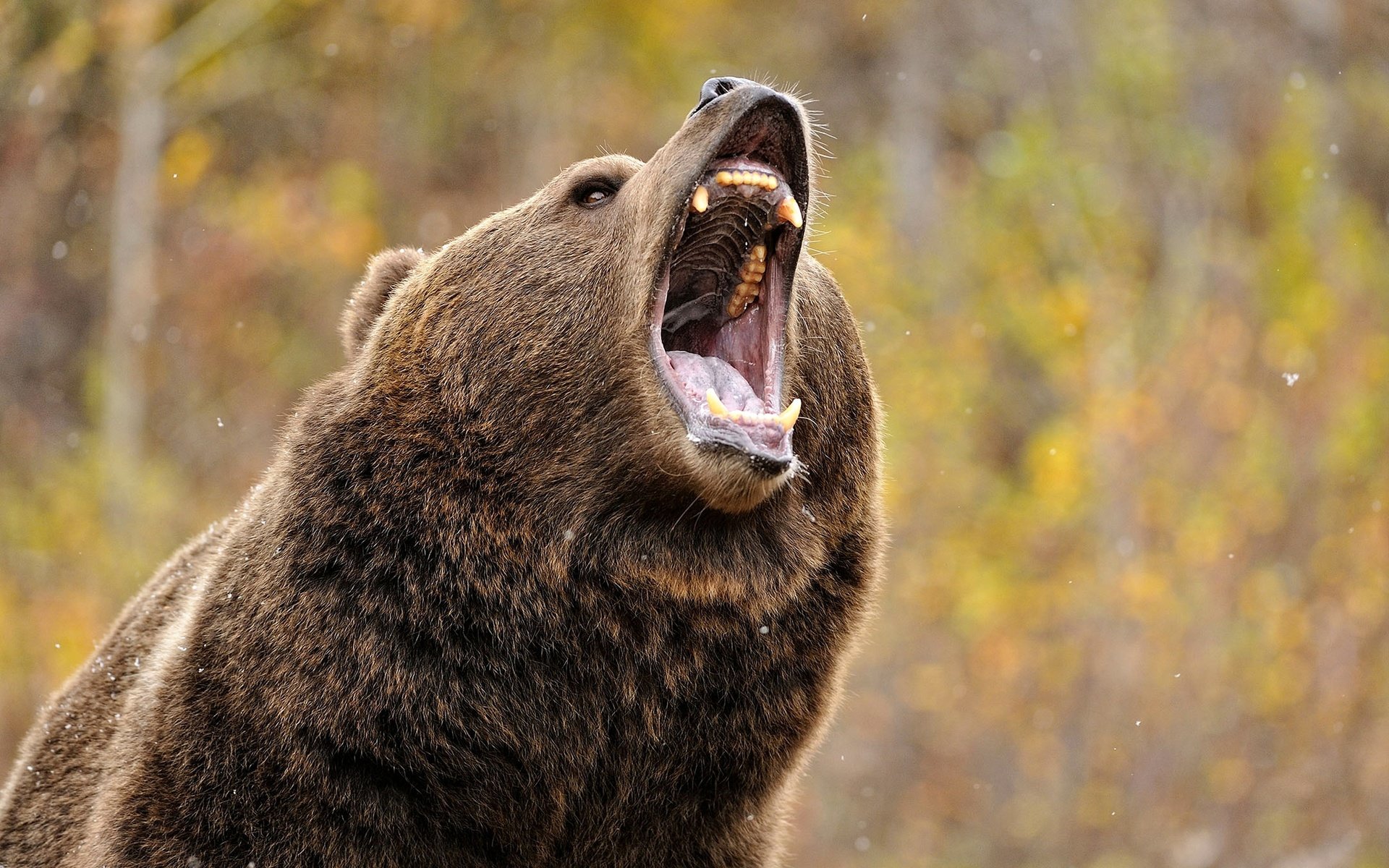 Обои медведь, зубы, пасть, гризли, grizzly bear, bear, teeth, mouth, grizzly разрешение 2560x1440 Загрузить
