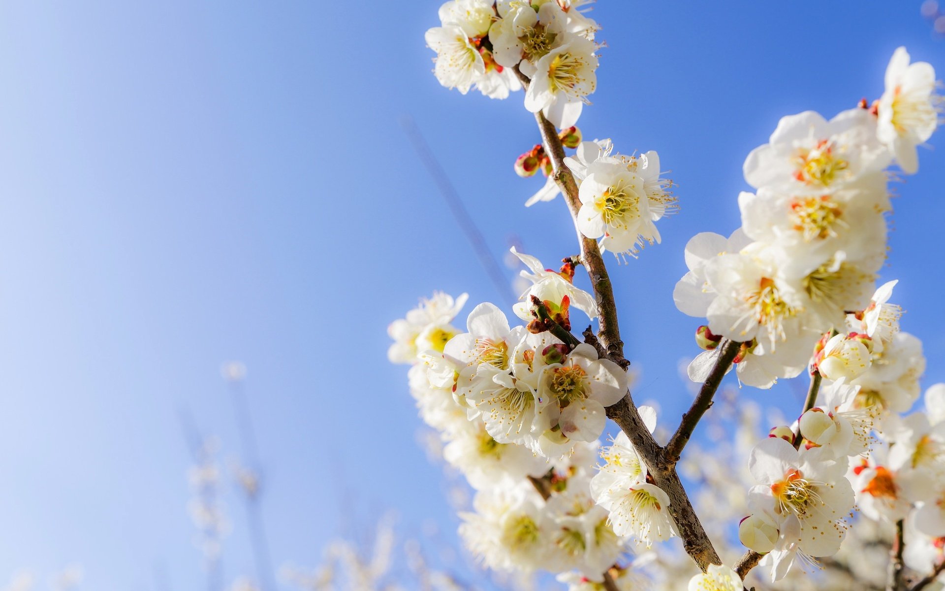 Обои небо, цветы, ветки, сад, весна, the sky, flowers, branches, garden, spring разрешение 2048x1416 Загрузить