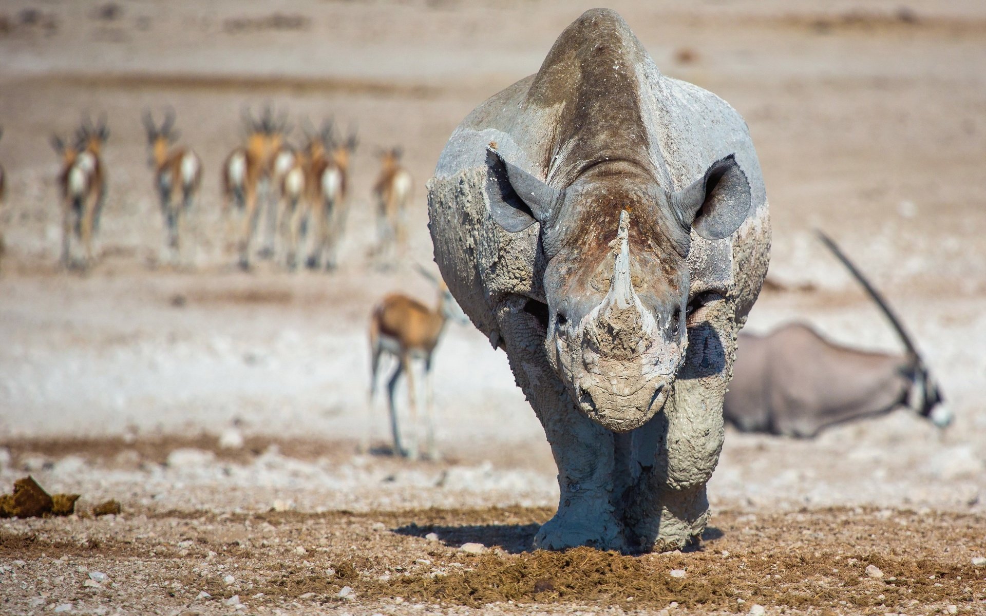 Обои природа, фон, животные, африка, носорог, lucien muller, nature, background, animals, africa, rhino разрешение 3000x1985 Загрузить