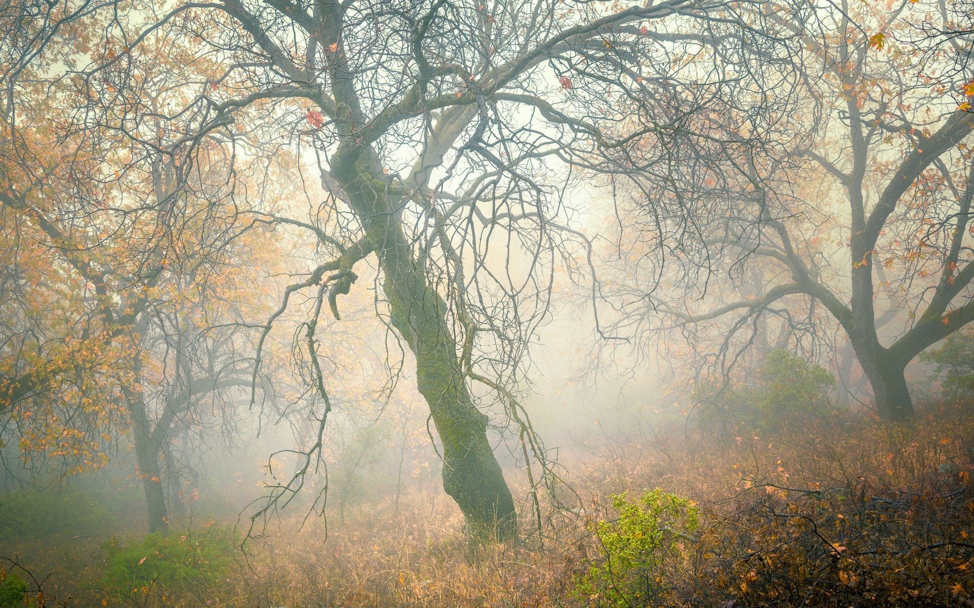 Обои деревья, лес, туман, склон, осень, trees, forest, fog, slope, autumn разрешение 2048x1470 Загрузить