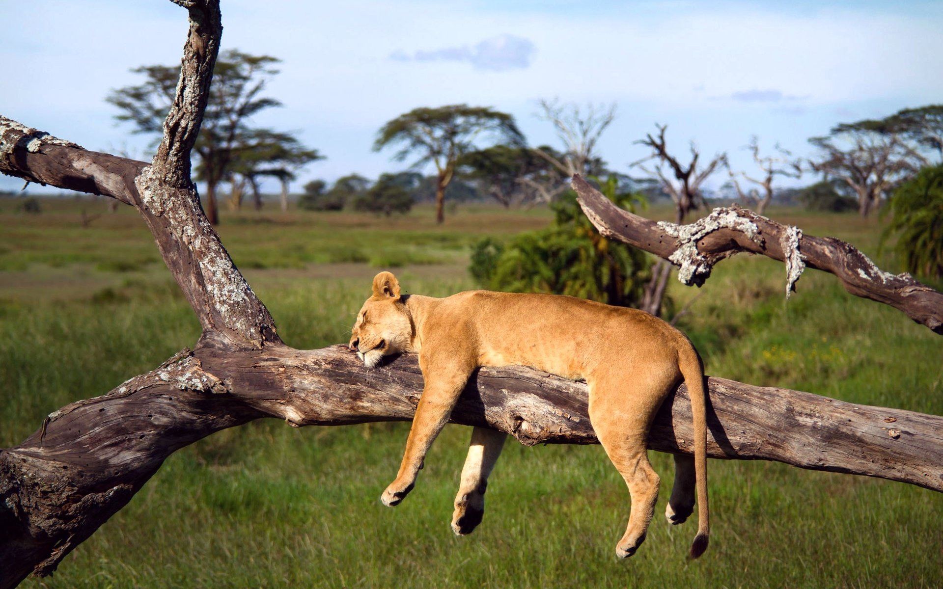 Обои дерево, спит, африка, лев, львица, серенгети, танзания, tree, sleeping, africa, leo, lioness, serengeti, tanzania разрешение 2048x1365 Загрузить