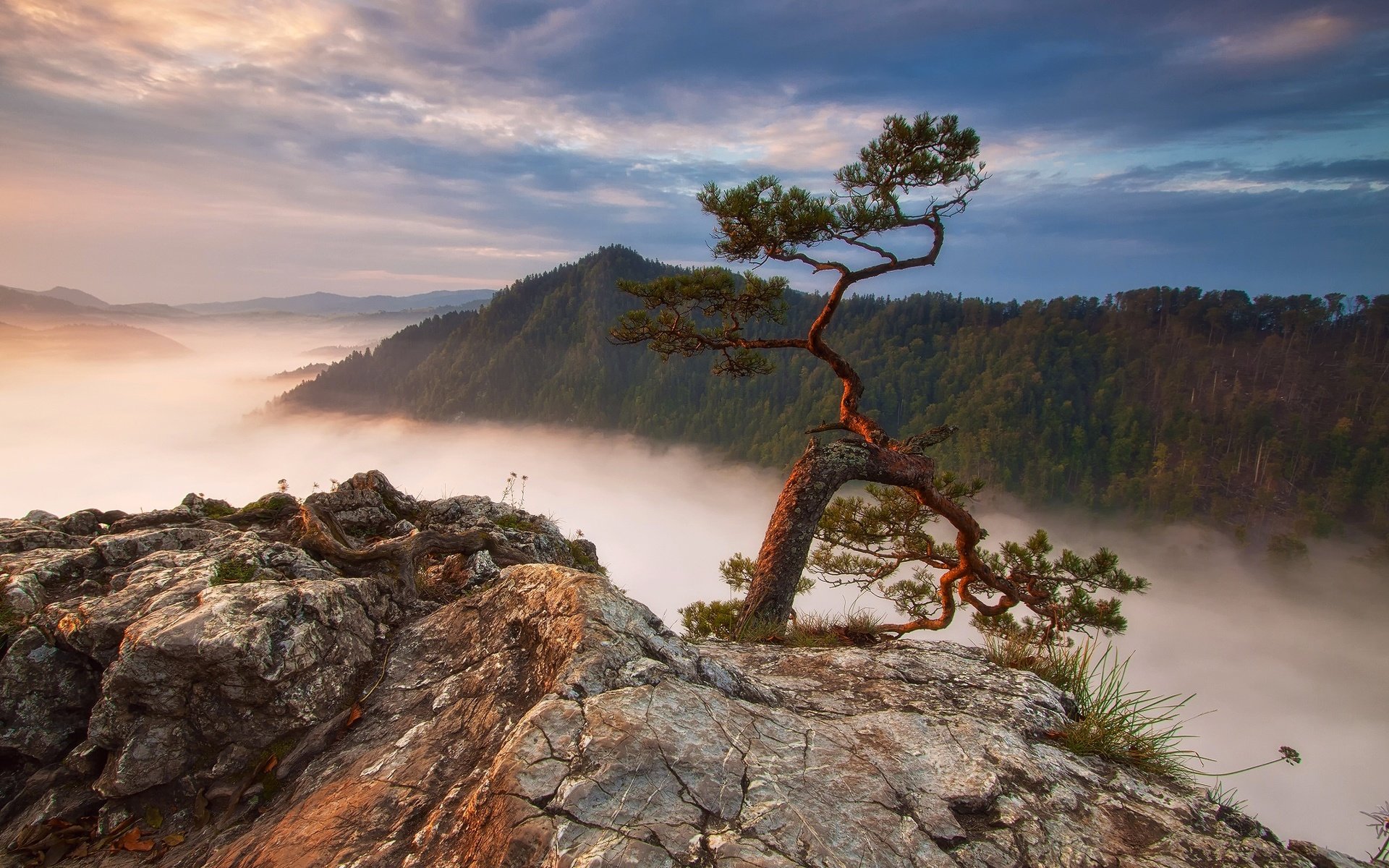 Обои горы, скалы, лес, туман, польша, сосна, sokolica, mountains, rocks, forest, fog, poland, pine разрешение 2048x1420 Загрузить