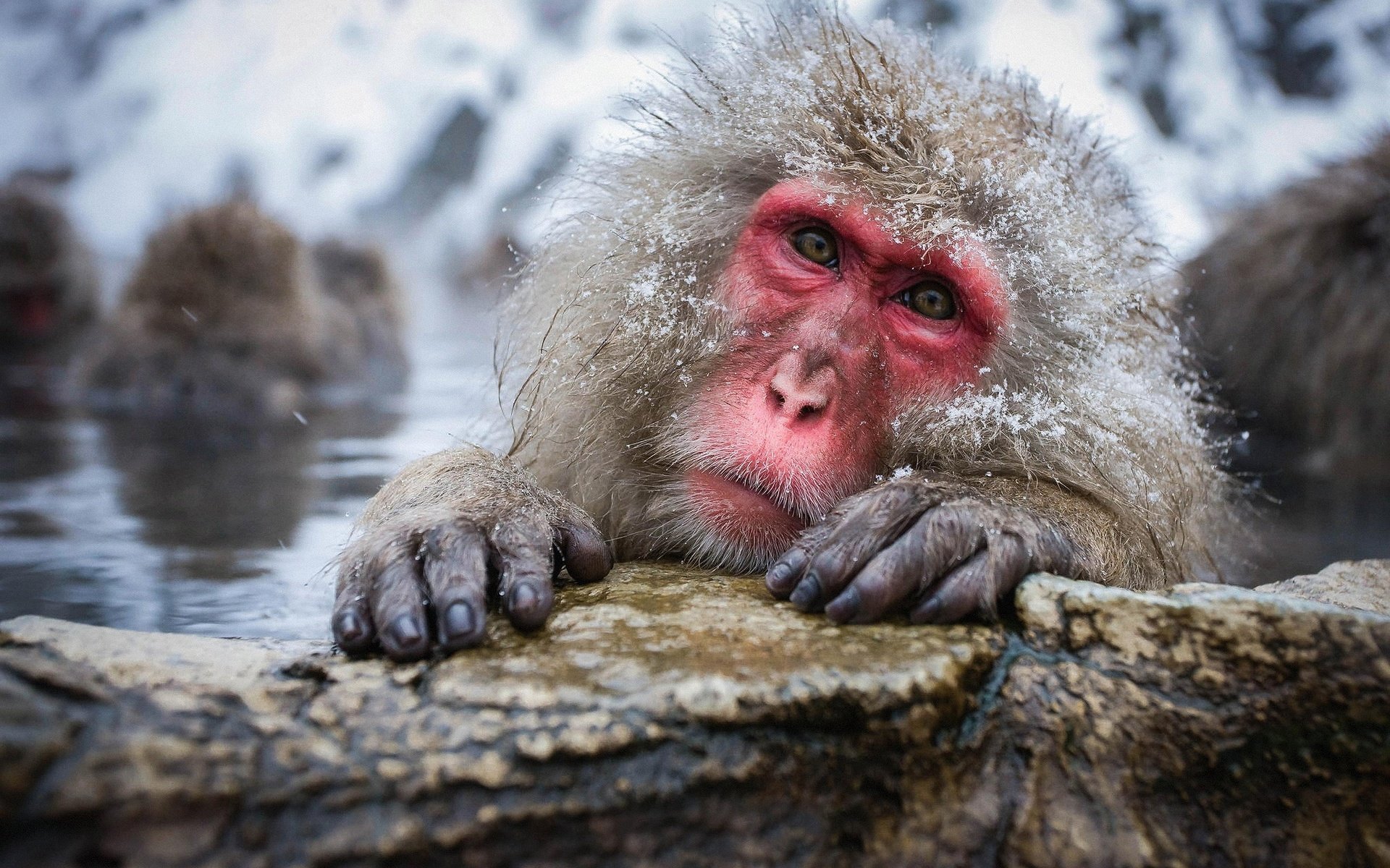 Обои вода, снег, природа, камень, обезьяна, обезьяны, японский макак, snow monkey, снежная обезьяна, water, snow, nature, stone, monkey, japanese macaques, a snow monkey разрешение 2048x1405 Загрузить