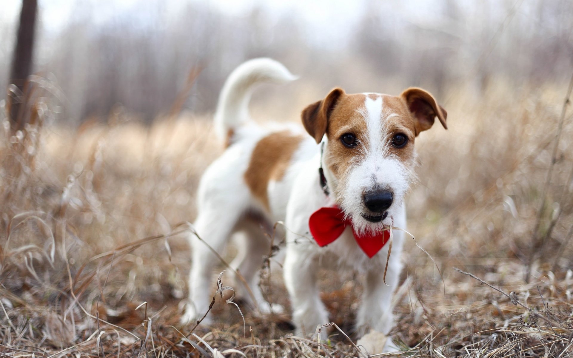 Обои природа, взгляд, собака, джек-рассел-терьер, nature, look, dog, jack russell terrier разрешение 2048x1365 Загрузить