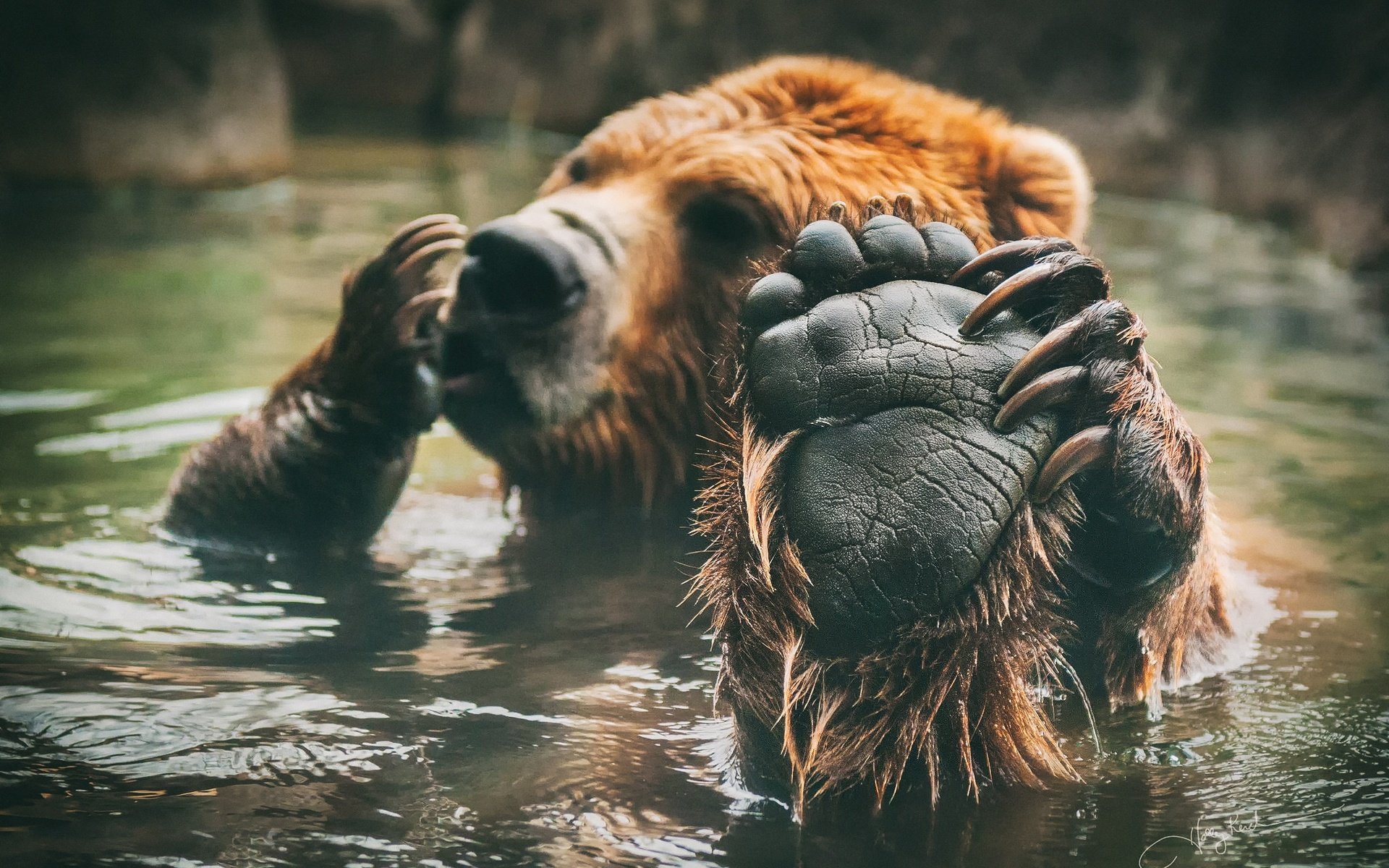 Обои медведь, купание, лапа, бурый, bear, bathing, paw, brown разрешение 2048x1381 Загрузить