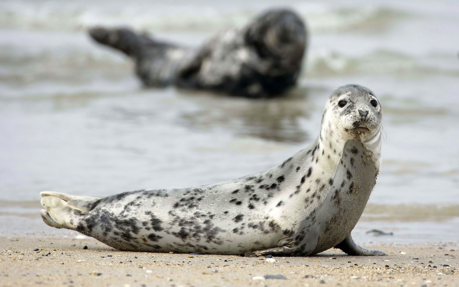 Обои песок, тюлень, тюлени, морские млекопитающие, sand, seal, seals, marine mammals разрешение 5235x3490 Загрузить