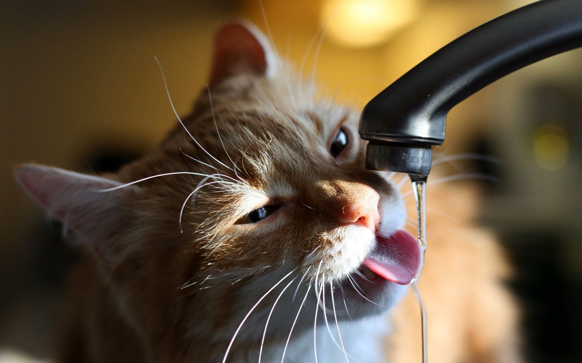 Обои вода, кот, кошка, кран, water, cat, crane разрешение 2816x1880 Загрузить
