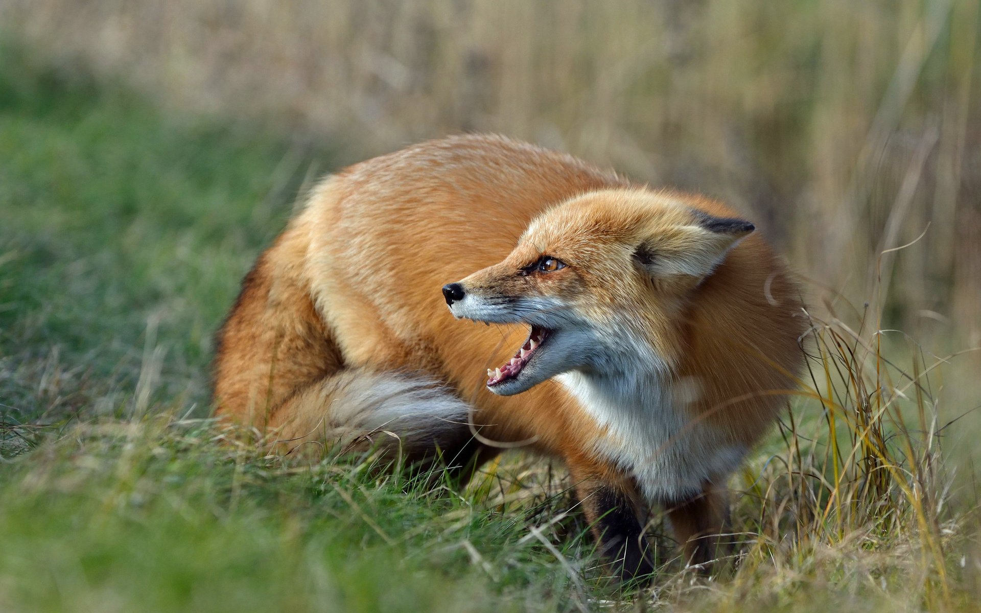 Обои трава, лиса, луг, лисица, grass, fox, meadow разрешение 2048x1249 Загрузить