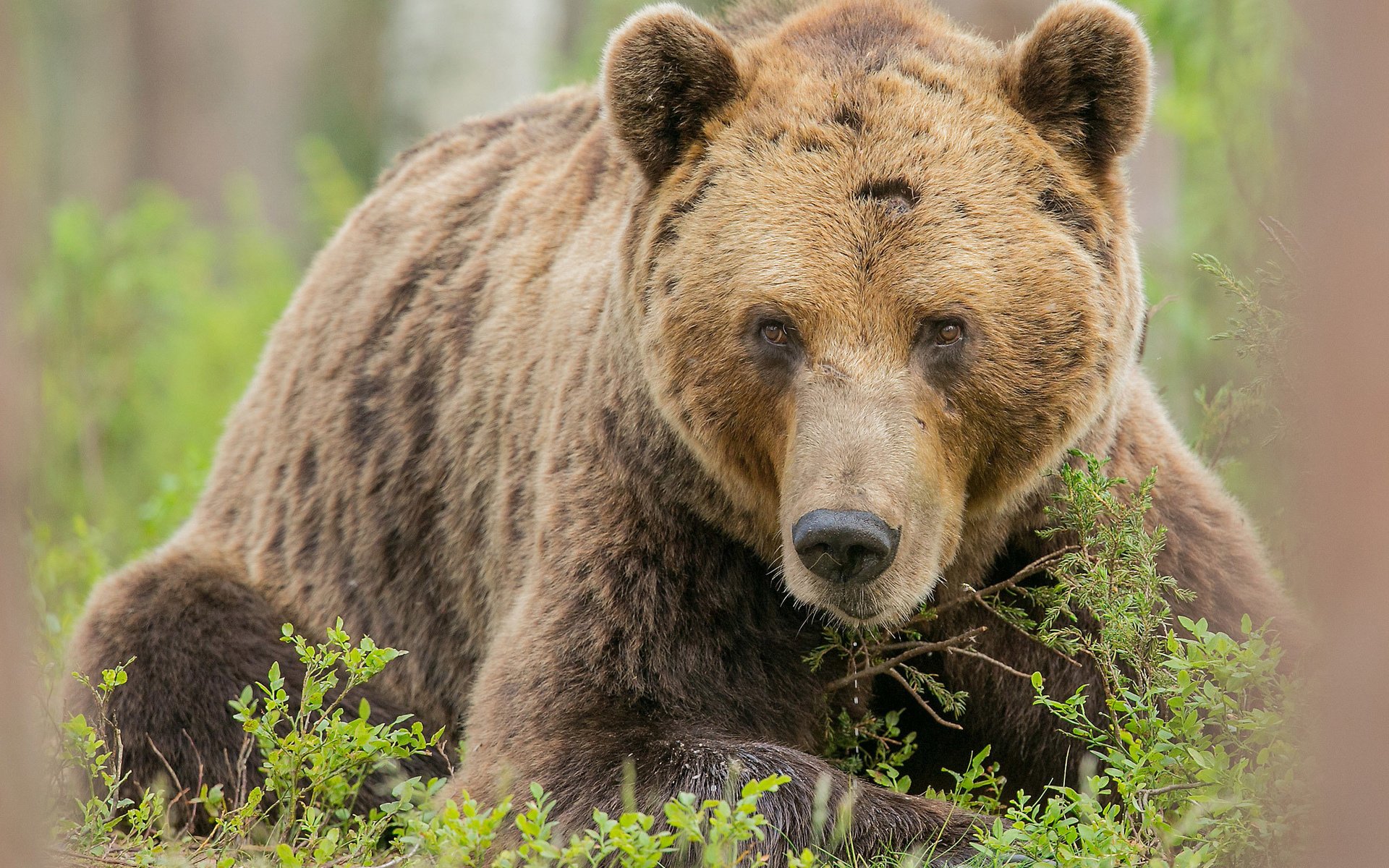 Обои трава, взгляд, медведь, лежит, бурый, grass, look, bear, lies, brown разрешение 2048x1442 Загрузить