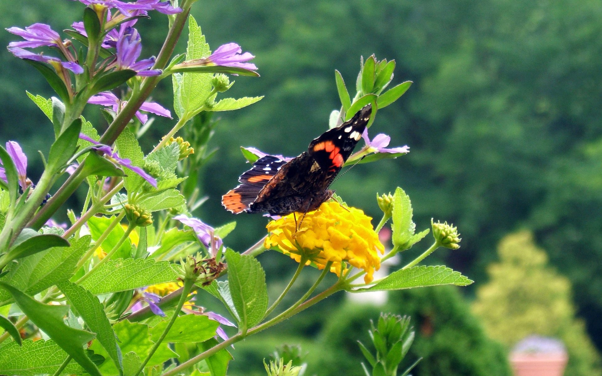 Обои цветы, трава, насекомое, бабочка, flowers, grass, insect, butterfly разрешение 3769x2355 Загрузить