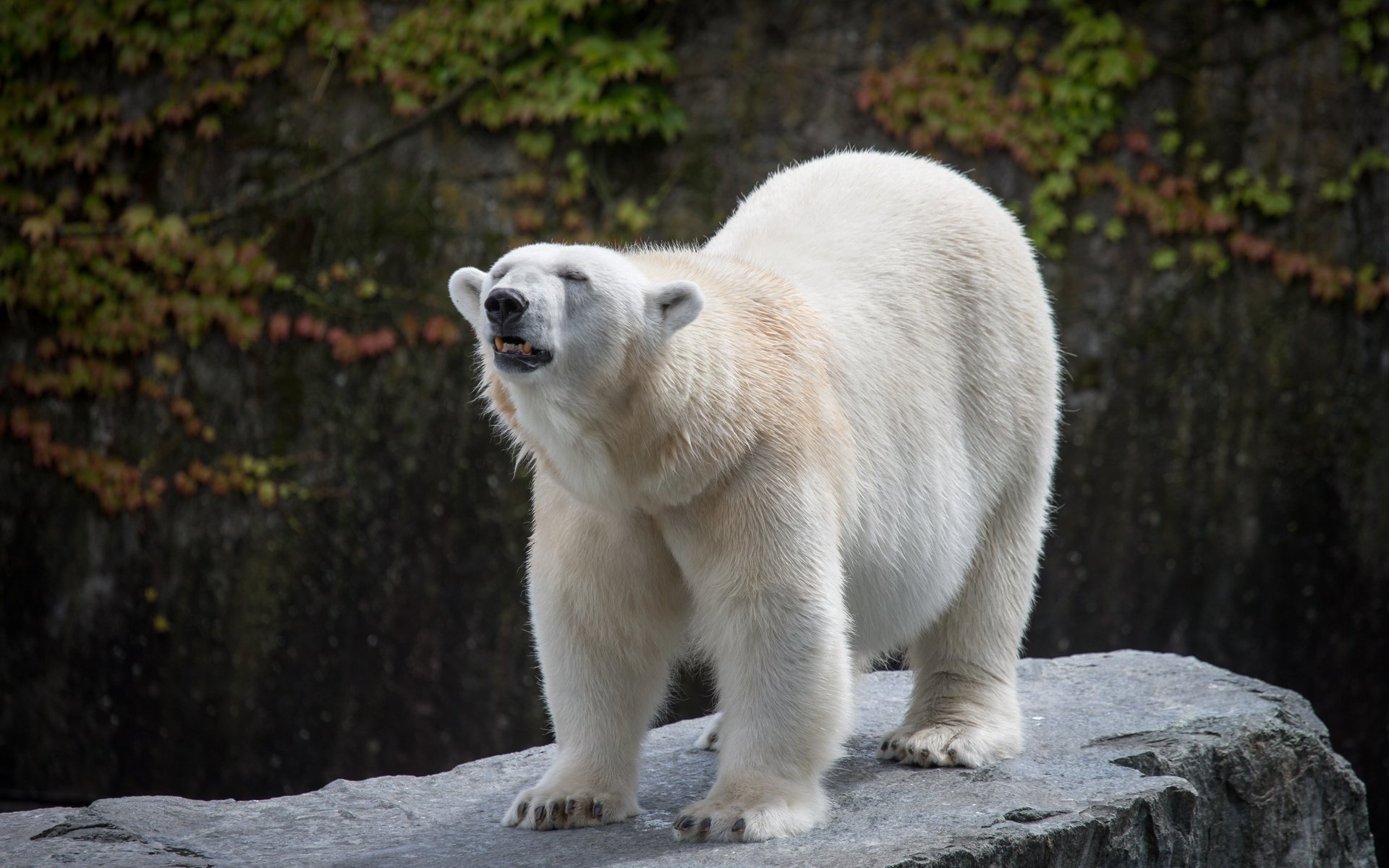 Обои медведь, камень, белый медведь, bear, stone, polar bear разрешение 5184x3456 Загрузить