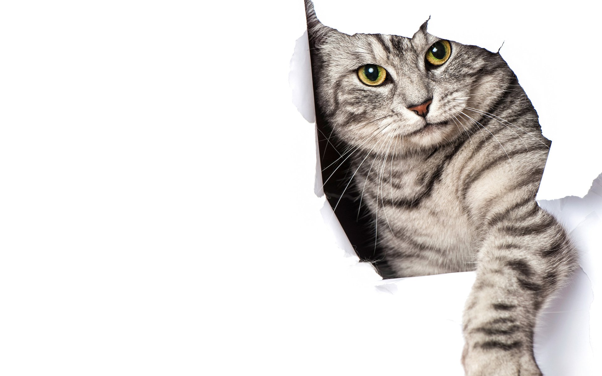 Обои кот, кошка, бумага, серый, белый фон, лапа, полосатый, cat, paper, grey, white background, paw, striped разрешение 6000x4975 Загрузить