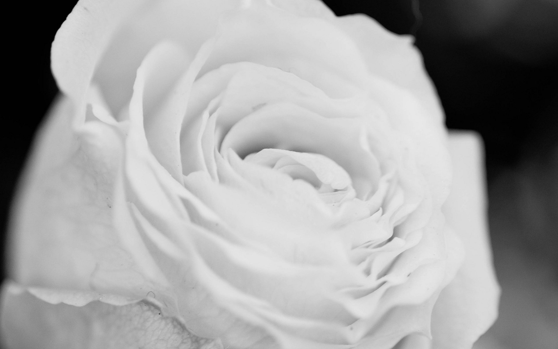 Обои макро, цветок, роза, лепестки, белая, macro, flower, rose, petals, white разрешение 2048x1671 Загрузить