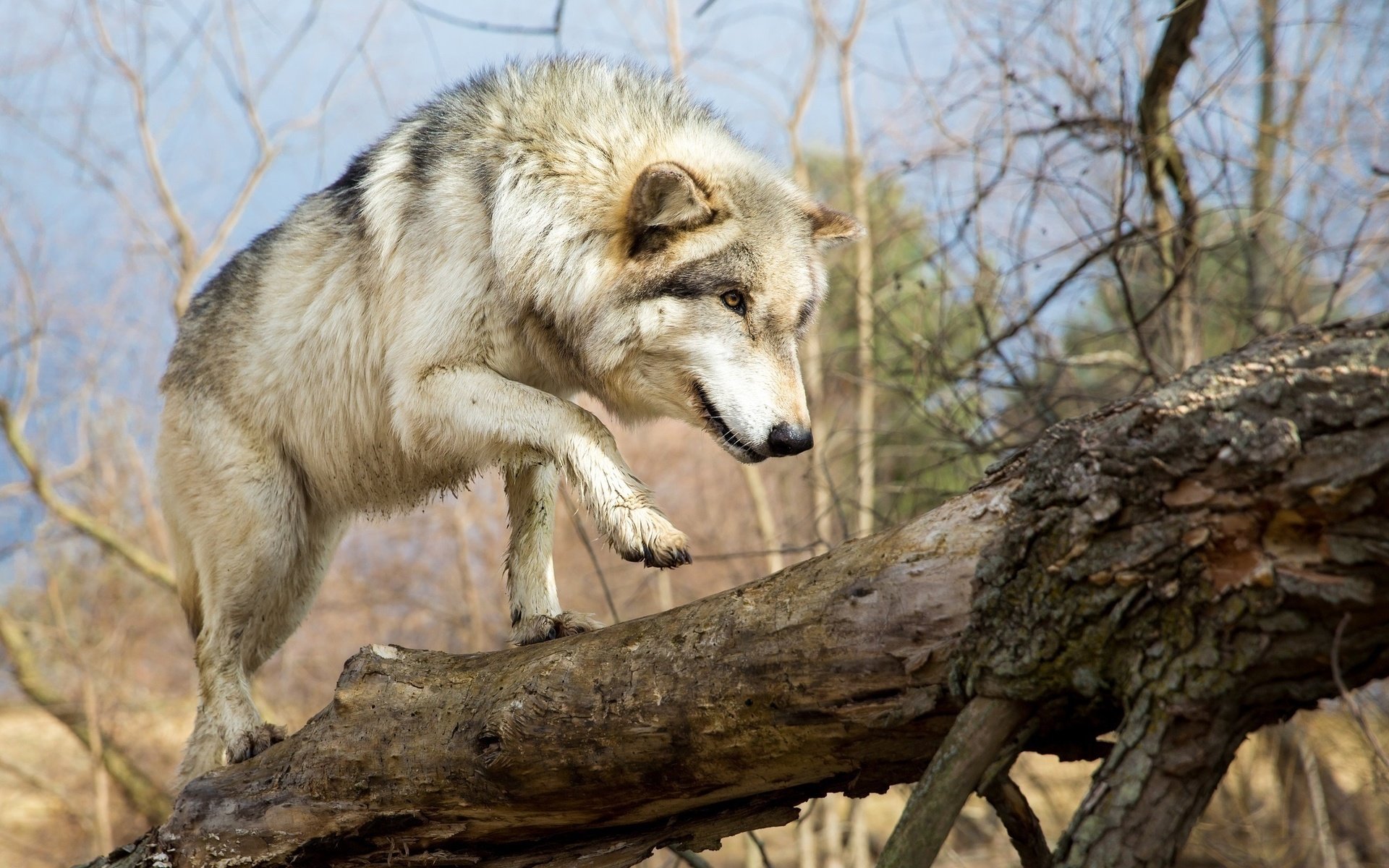 Обои морда, хищник, прогулка, лапа, мех, бревно, волк, идёт, face, predator, walk, paw, fur, log, wolf, is разрешение 2048x1365 Загрузить