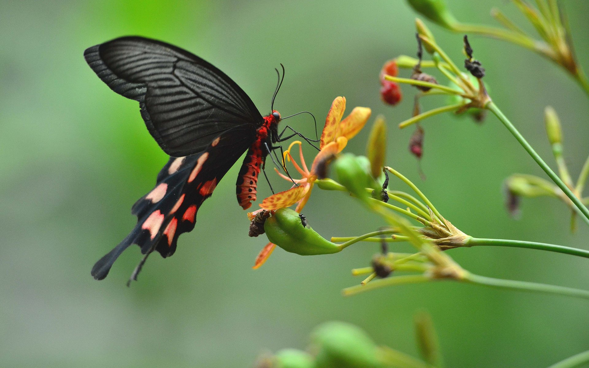Обои цветы, насекомое, бабочка, крылья, растение, flowers, insect, butterfly, wings, plant разрешение 2048x1363 Загрузить