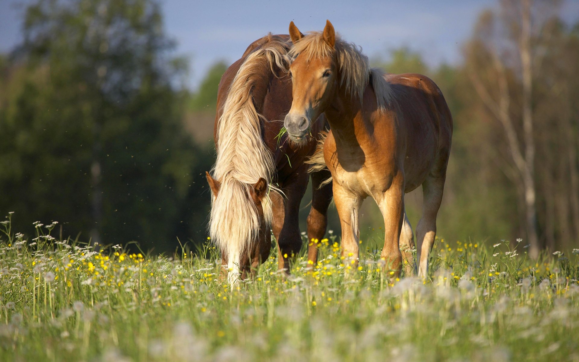 Обои цветы, луг, пара, лошади, кони, полевые цветы, flowers, meadow, pair, horse, horses, wildflowers разрешение 4368x2904 Загрузить