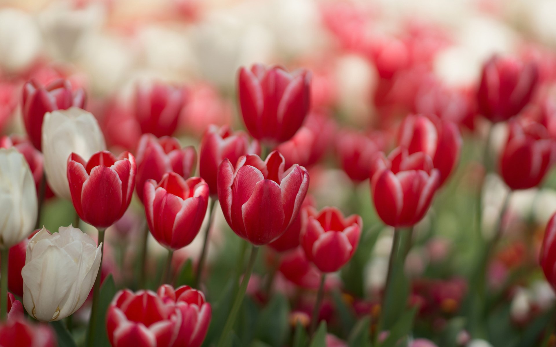 Обои цветы, красные, весна, тюльпаны, белые, flowers, red, spring, tulips, white разрешение 2048x1365 Загрузить