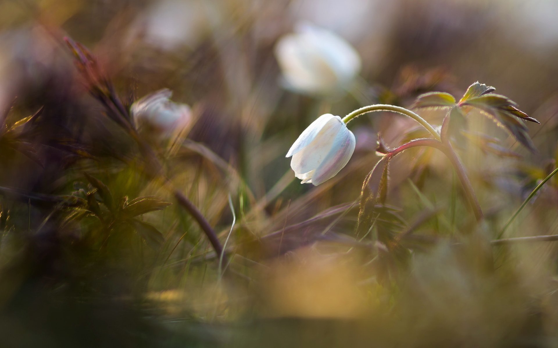 Обои трава, природа, цветок, grass, nature, flower разрешение 2048x1428 Загрузить