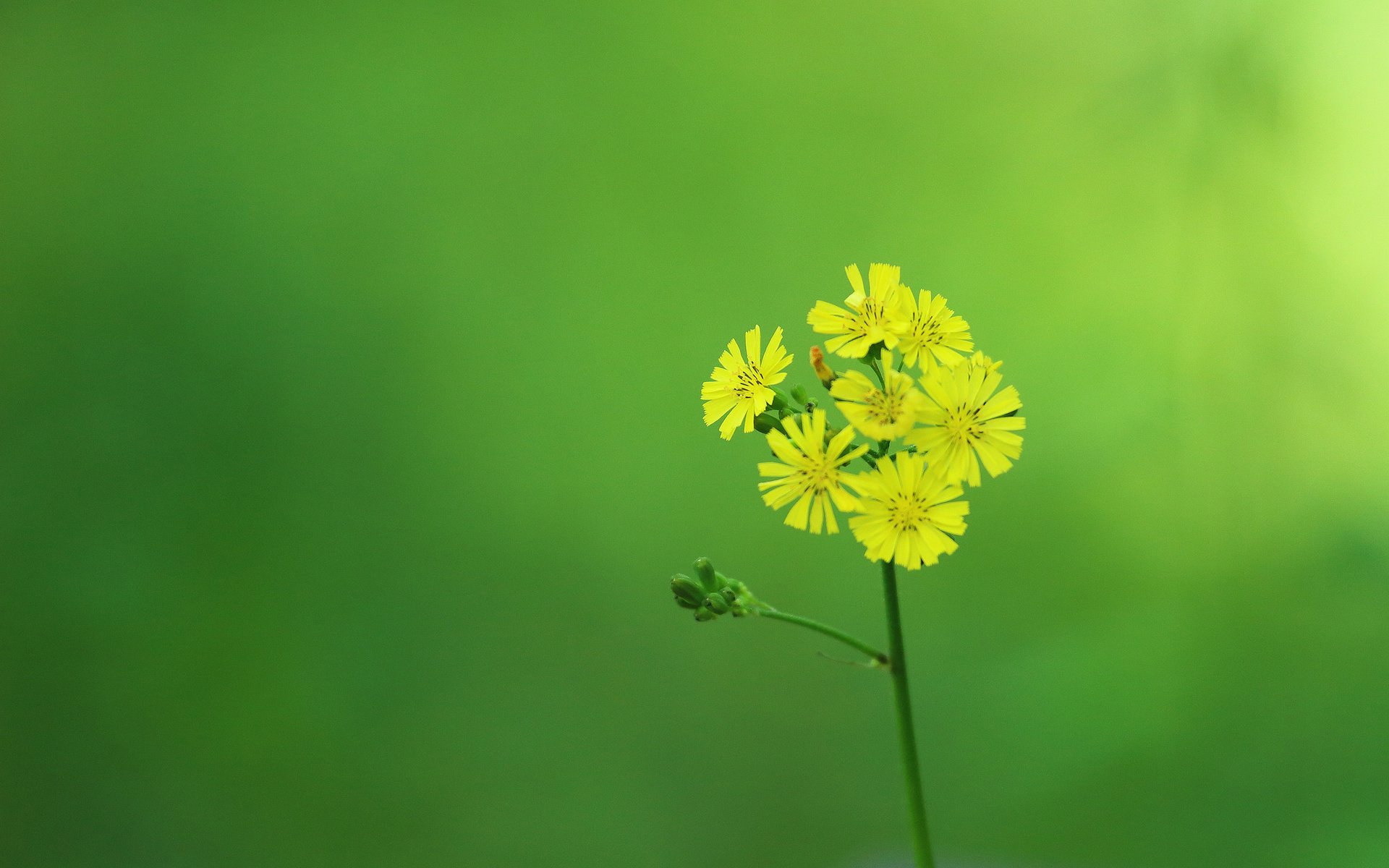 Обои цветок, лепестки, стебель, желтые, соцветие, flower, petals, stem, yellow, inflorescence разрешение 2048x1320 Загрузить